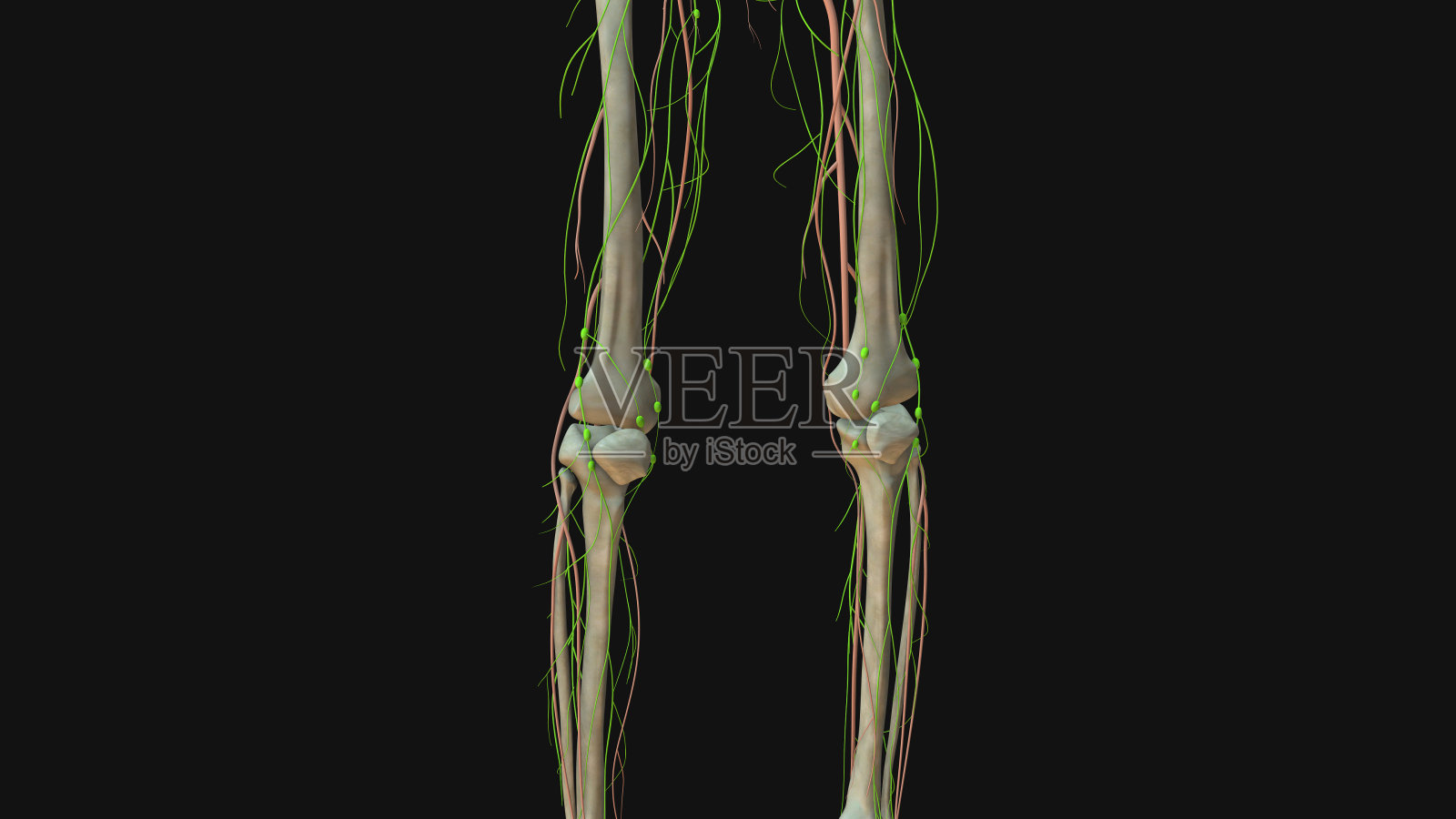 人体淋巴系统解剖动画照片摄影图片