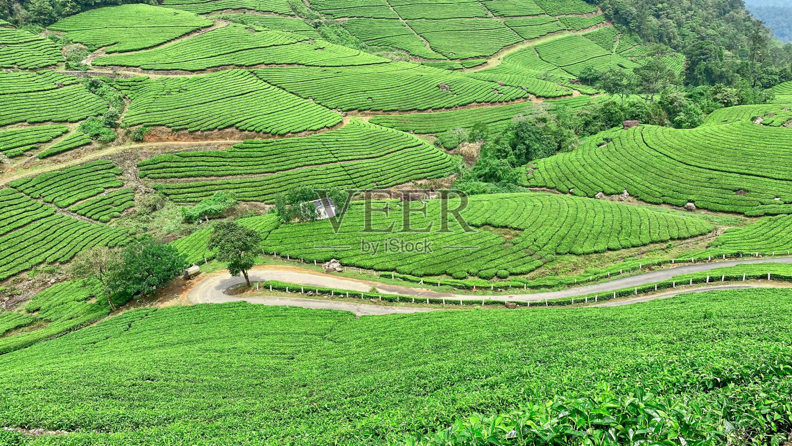 鸟瞰印度喀拉拉邦穆纳尔郁郁葱葱的茶园照片摄影图片