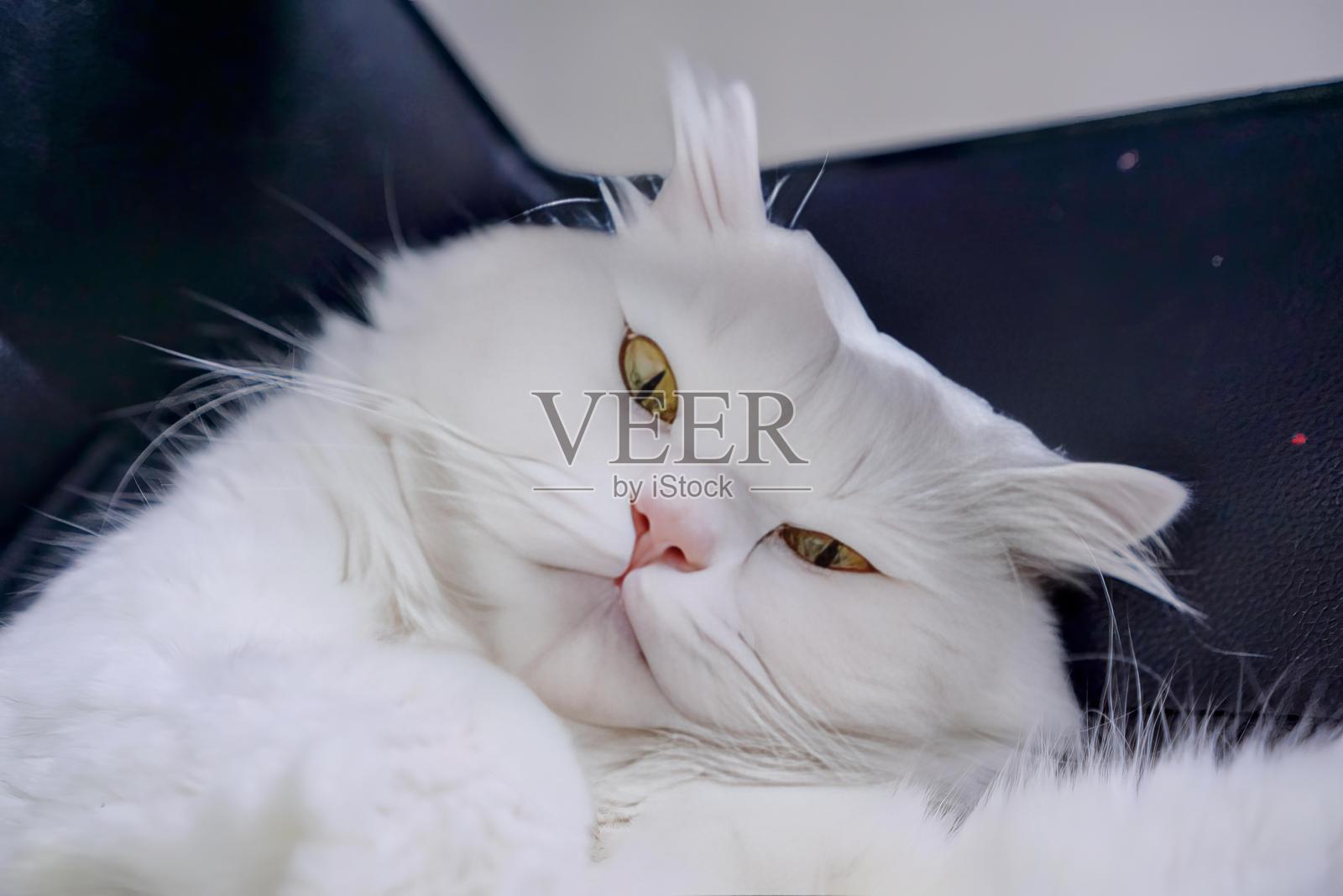 一只黄眼睛的白猫。照片摄影图片