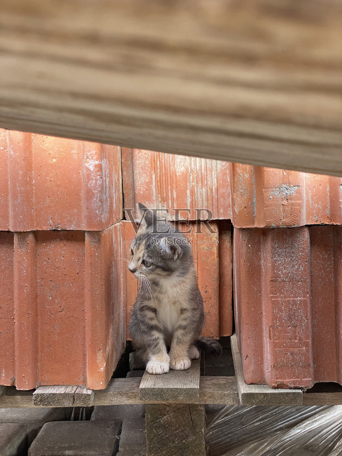 猫的肖像照片摄影图片