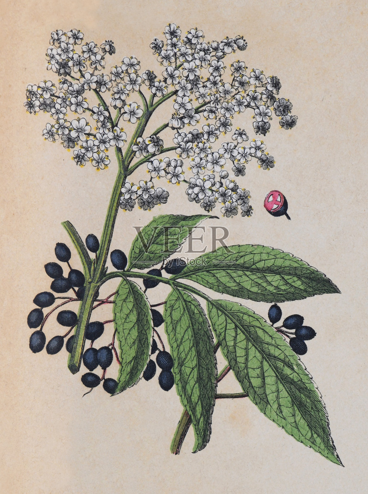 接骨木(Sambucus nigra) -复古色插图插画图片素材