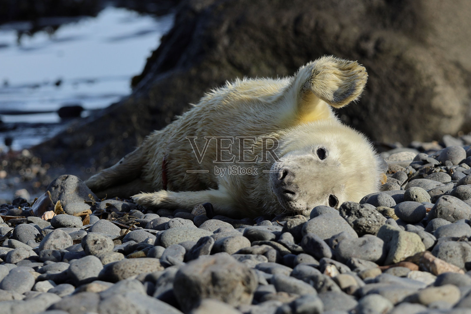 灰色的小海豹在多岩石的海滩上挥手照片摄影图片