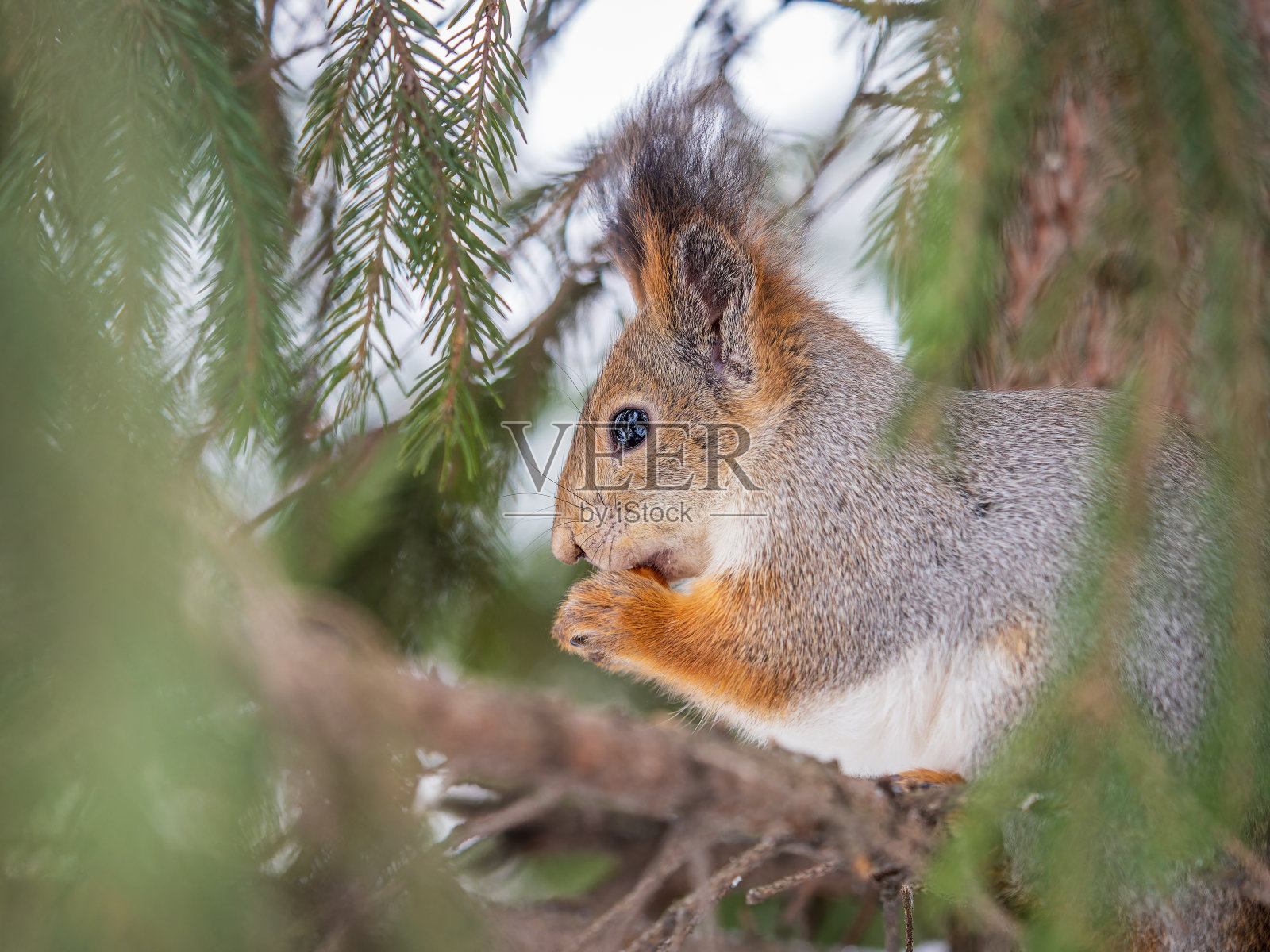 在冬天或深秋，带着坚果的松鼠栖息在树上。照片摄影图片