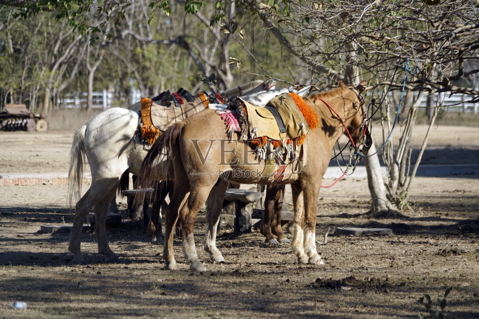 潘塔纳罗，原产于巴西潘塔纳尔的马品种照片摄影图片