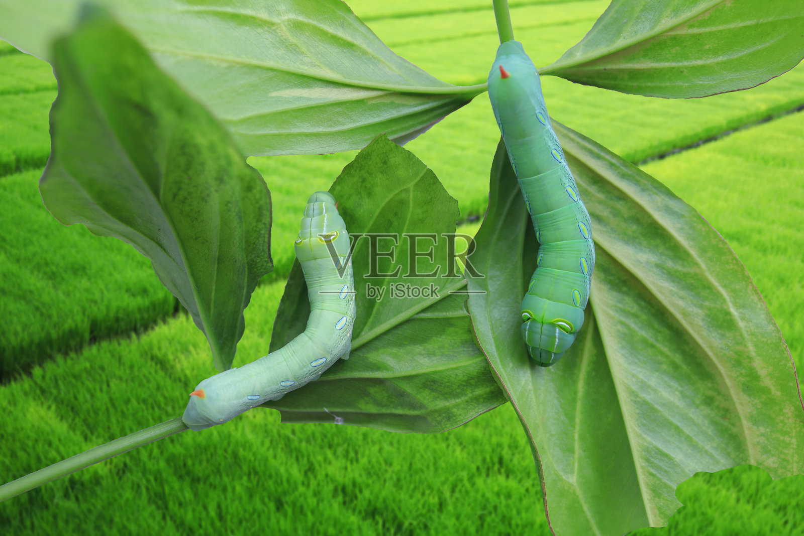 绿色的毛毛虫照片摄影图片