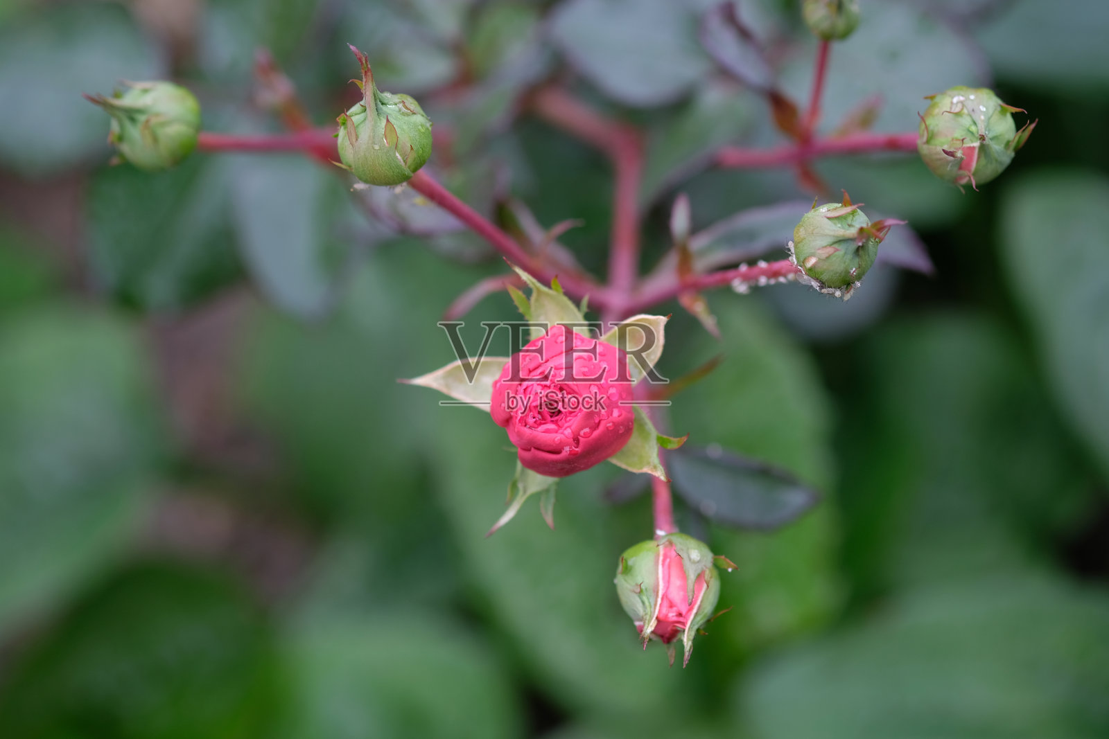 灌木上的粉色玫瑰特写照片摄影图片