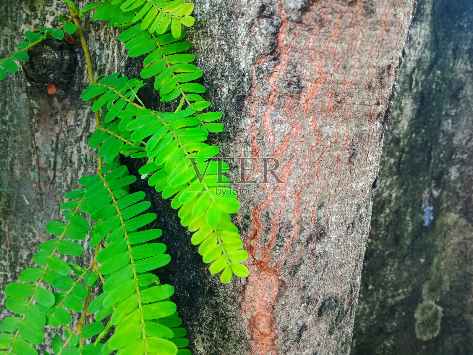 树干上的绿叶照片摄影图片