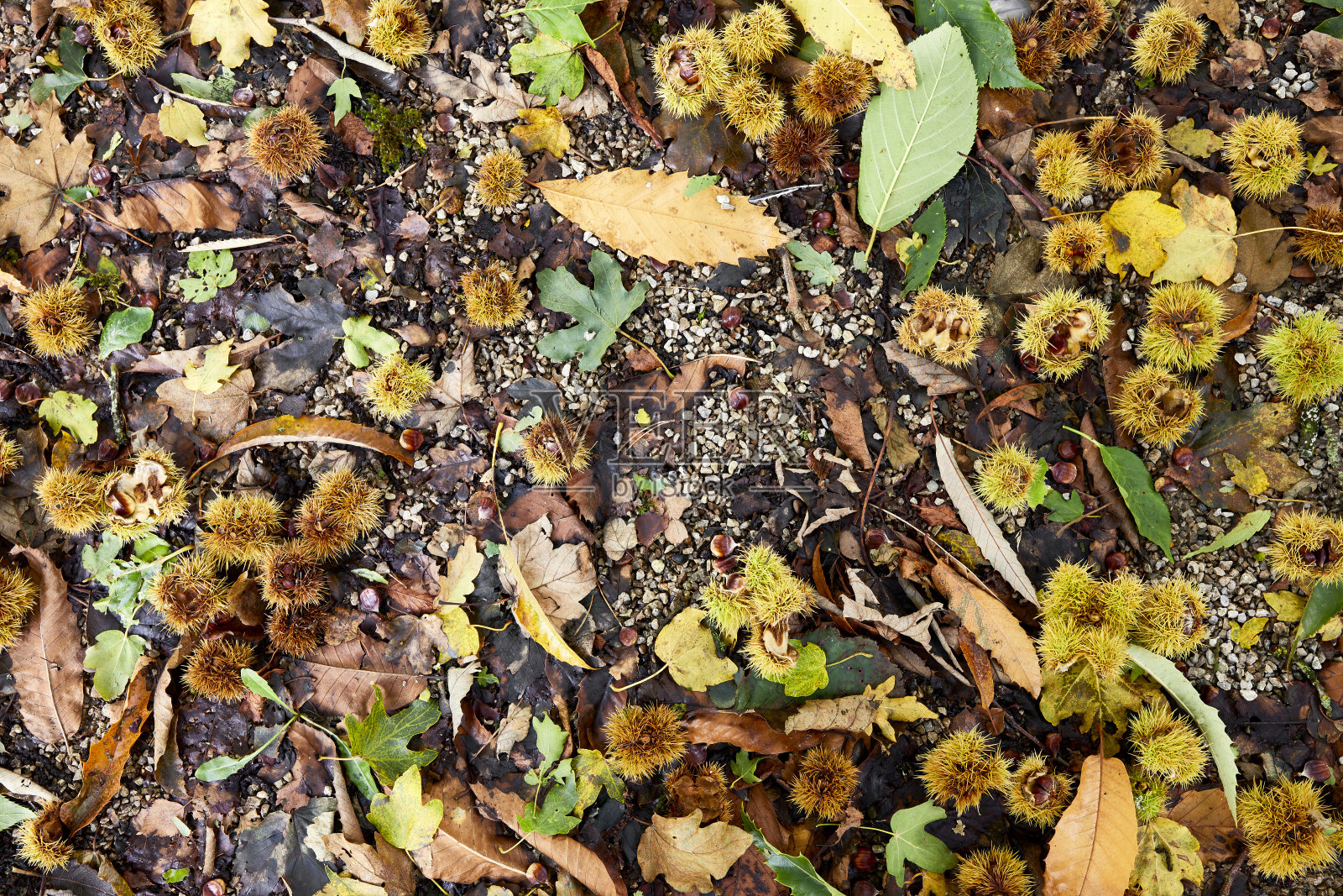 甜栗子照片摄影图片