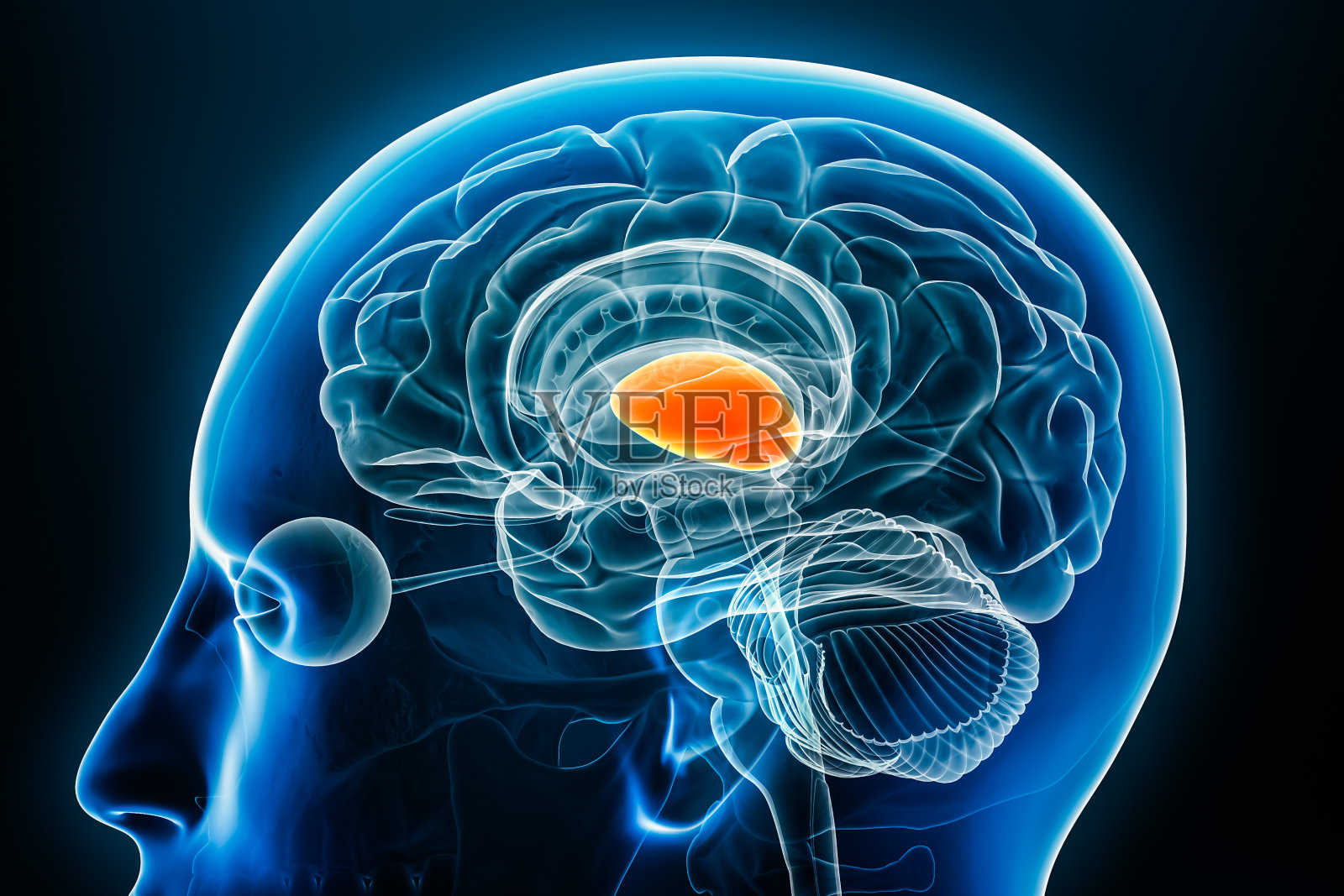 丘脑x射线轮廓特写视图3D渲染插图与身体轮廓。人脑解剖学、医学、生物学、科学、神经科学、神经学概念。照片摄影图片