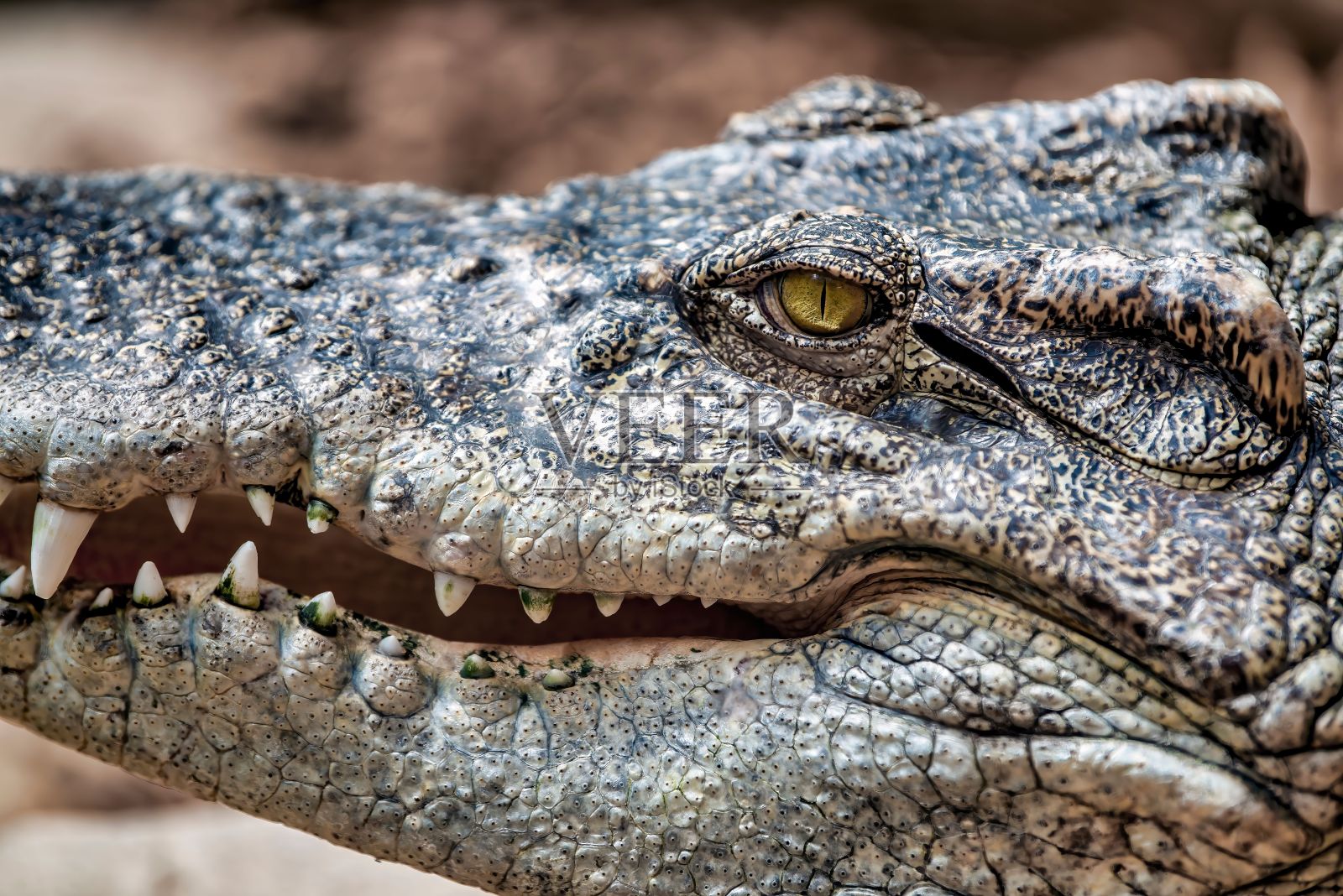 一只大鳄鱼的特写镜头，有着明亮的绿色眼睛照片摄影图片