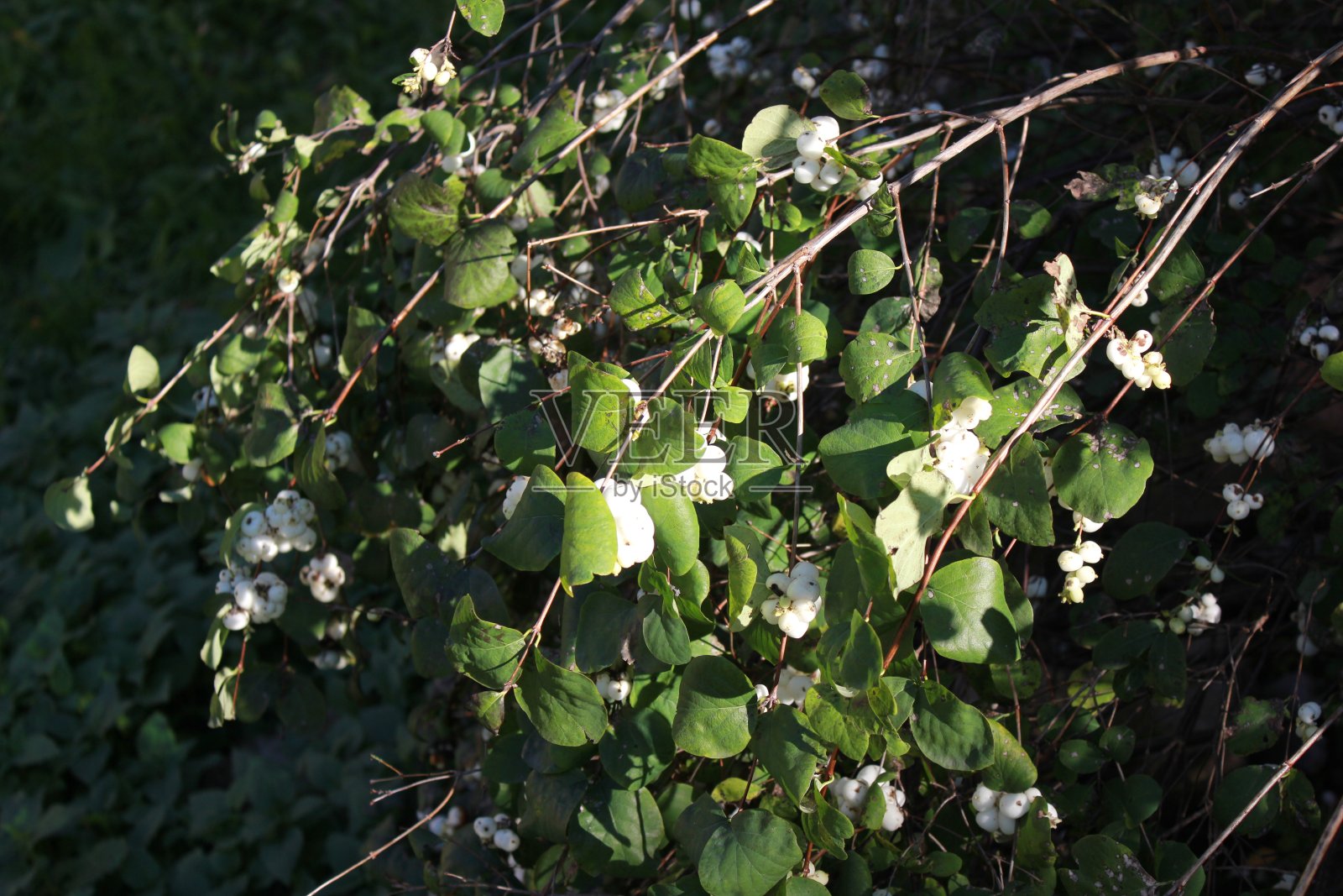 金色的秋天。印度的夏天。照片摄影图片
