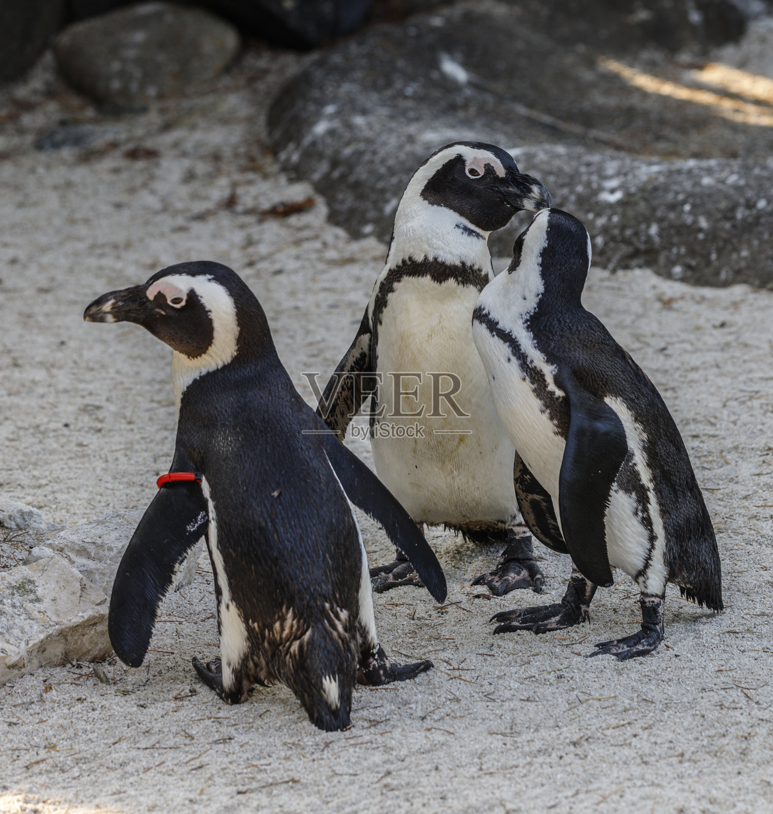 非洲企鹅(Spheniscus demersus)照片摄影图片