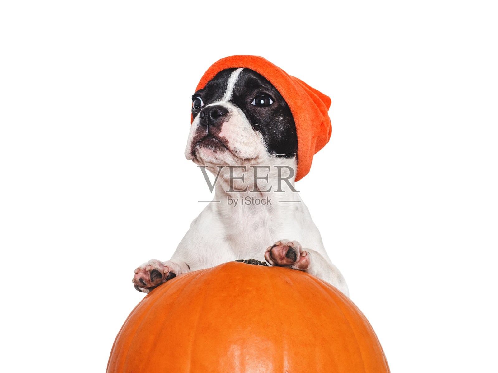 可爱的小狗，明亮的南瓜和黄色的帽子照片摄影图片