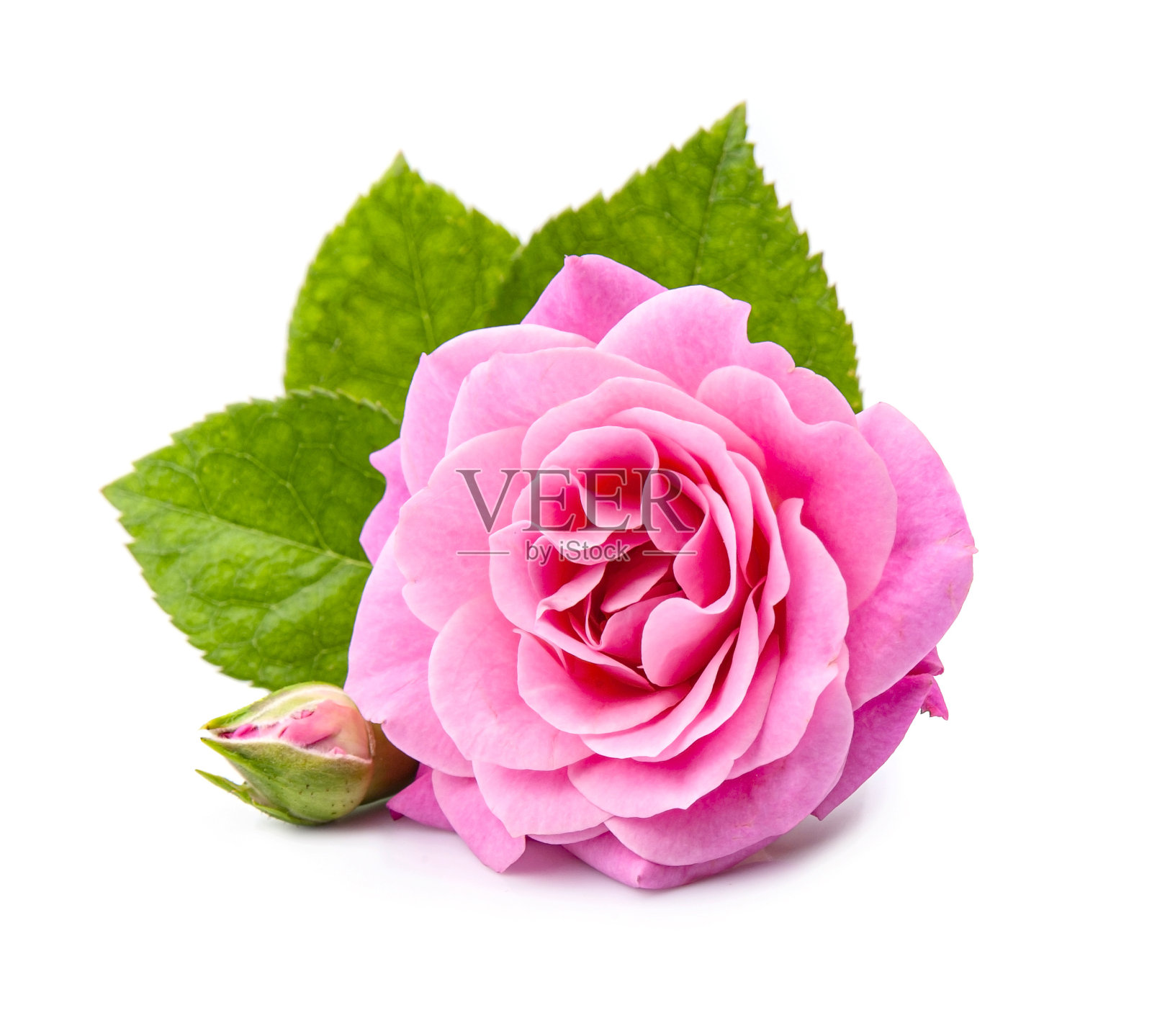 带叶子的粉红玫瑰照片摄影图片