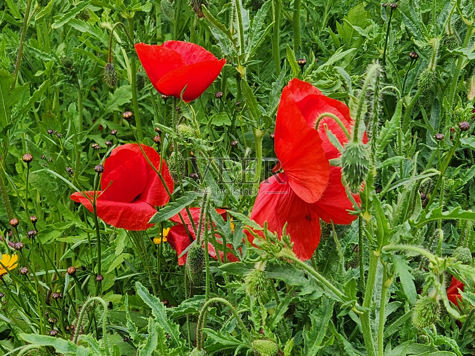 自然与花卉照片摄影图片