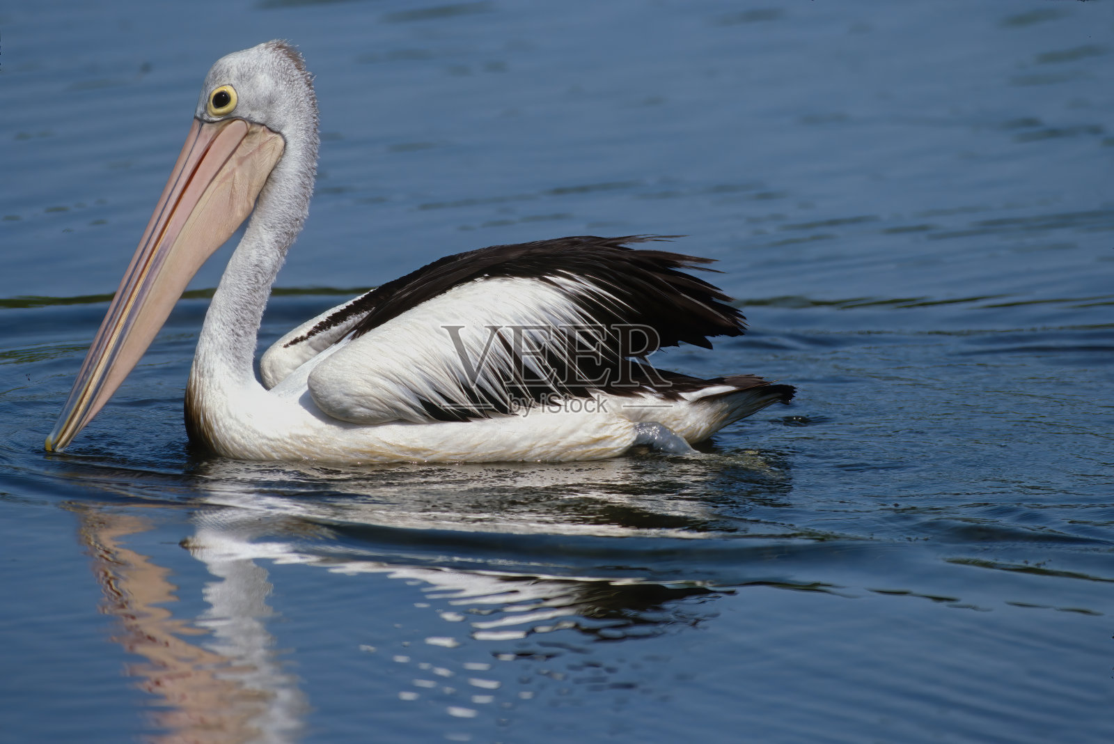 澳大利亚鹈鹕(Pelecanus illatus)是鹈鹕科的一种大型水鸟，广泛分布于澳大利亚的内陆和沿海水域。Pelecaniformes。北领地野生动物照片摄影图片