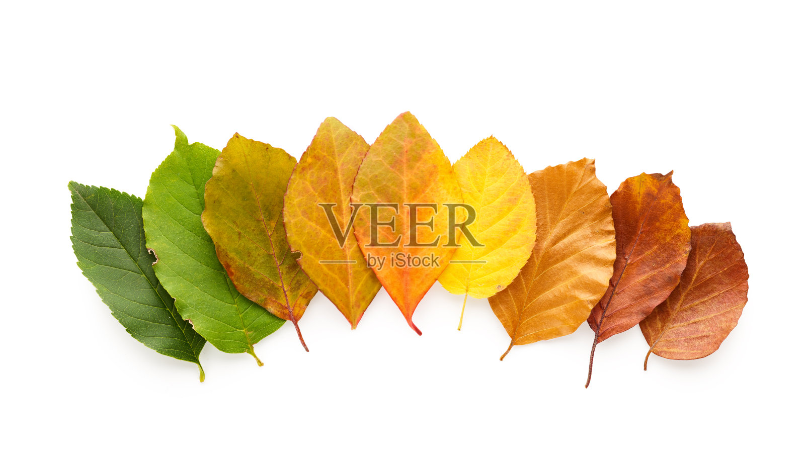 一组落在白色背景上的秋叶照片摄影图片