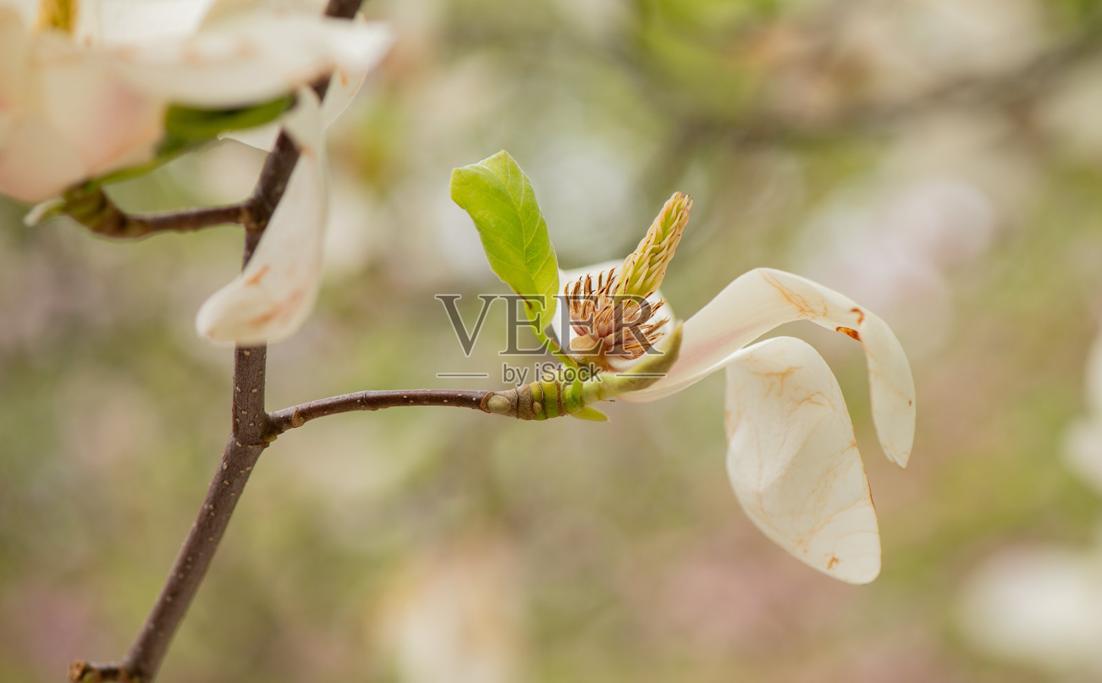 白玉兰在这个季节的最后一朵花。美丽的玉兰花正在凋谢。白玉兰花期结束时的雌蕊特写。照片摄影图片