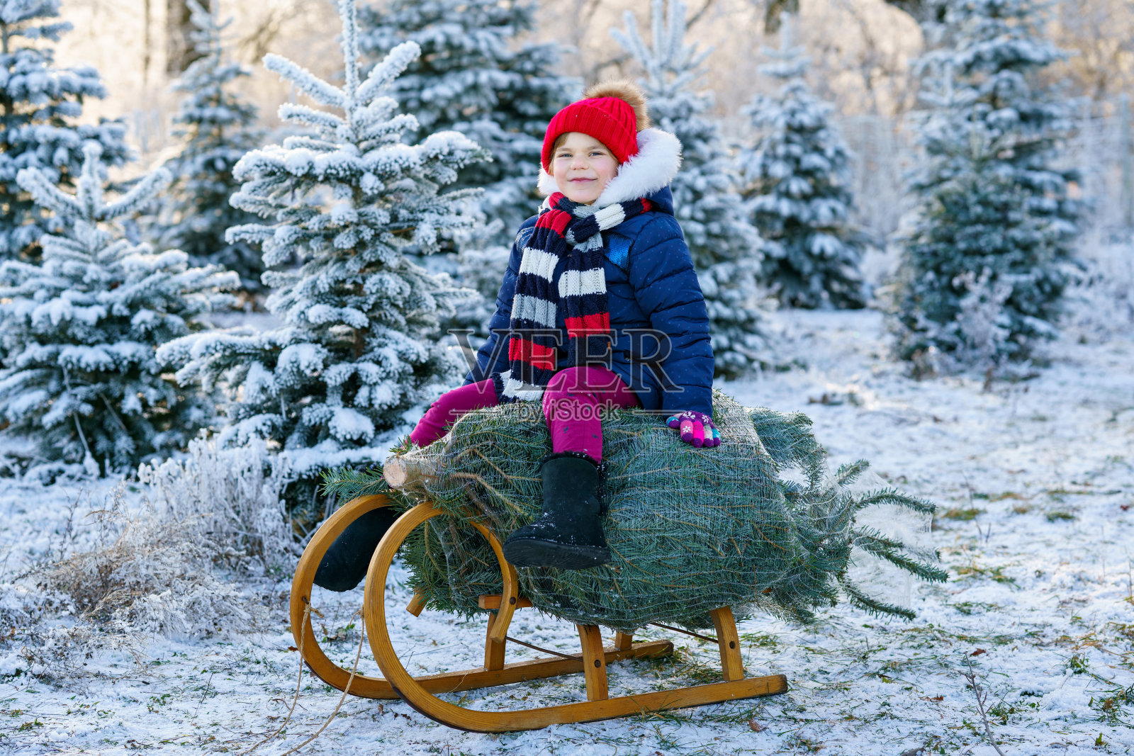 快乐的小女孩坐在雪橇上的圣诞树上。可爱的学龄前儿童在杉树砍伐种植园。家庭选择，在森林里砍倒自己的圣诞树，这是德国的家庭传统照片摄影图片