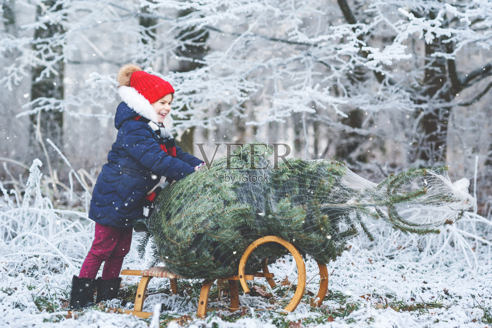 快乐的小女孩用雪橇推着圣诞树。可爱的学龄前儿童在杉树砍伐种植园。家庭选择，在森林里砍倒自己的圣诞树，这是德国的家庭传统照片摄影图片