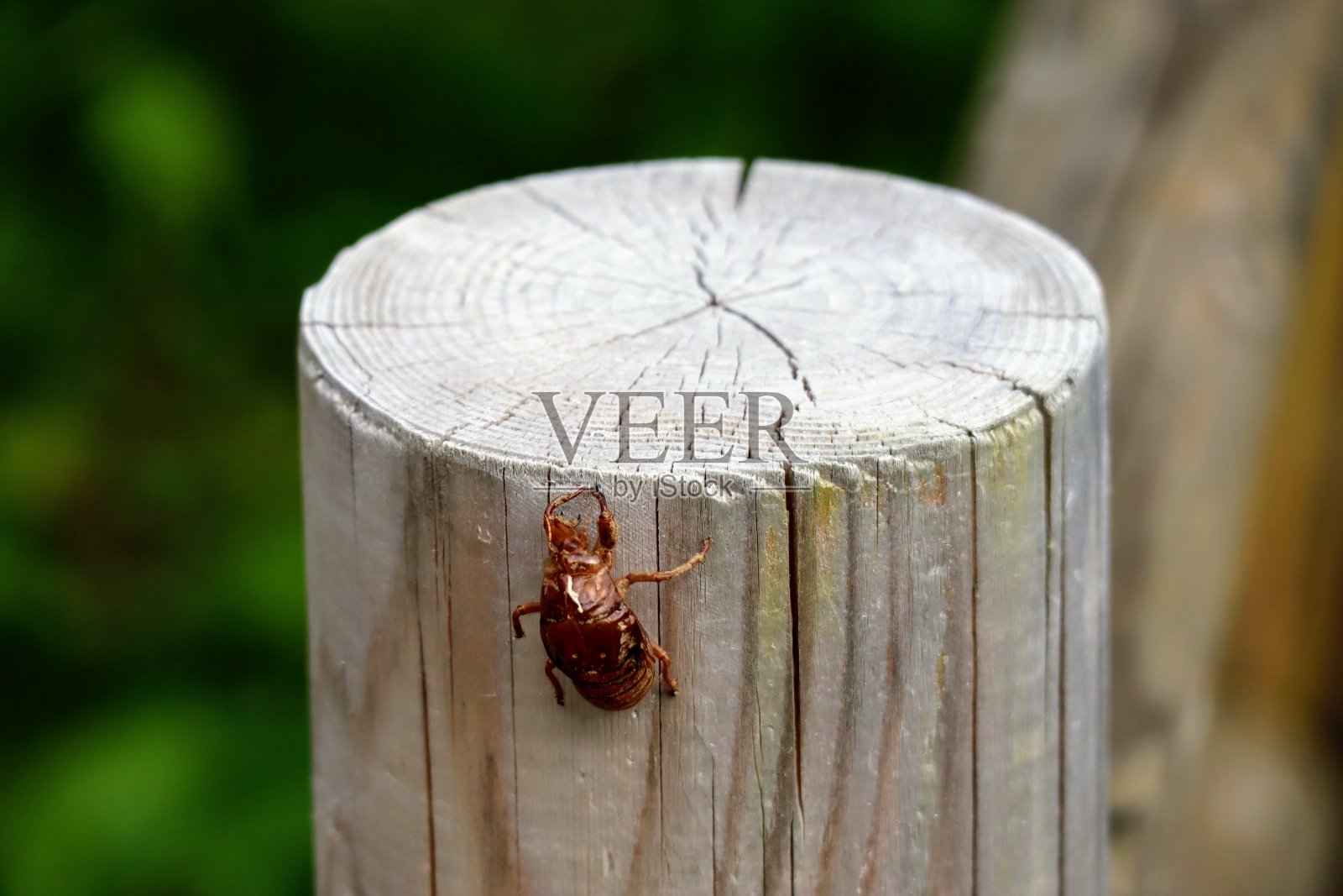 树上的蝉壳照片照片摄影图片