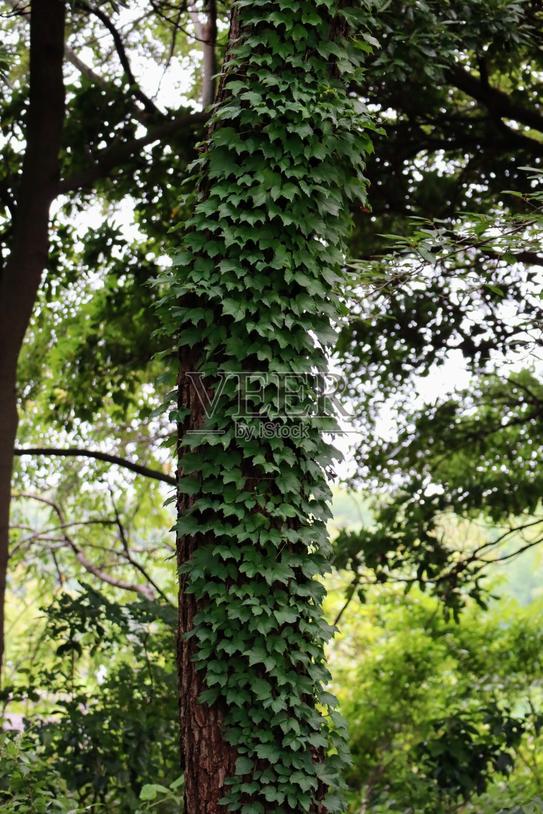 植物覆盖树木的景观照片摄影图片