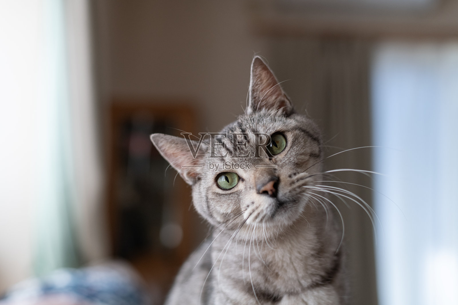 动作可爱的猫照片摄影图片