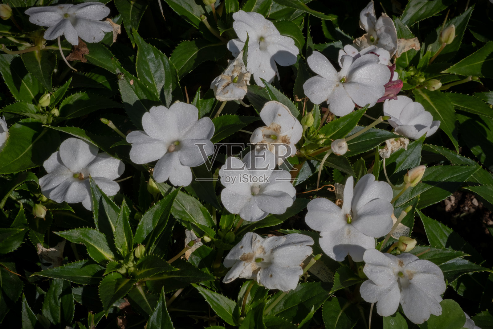 凤仙花Walleriana照片摄影图片