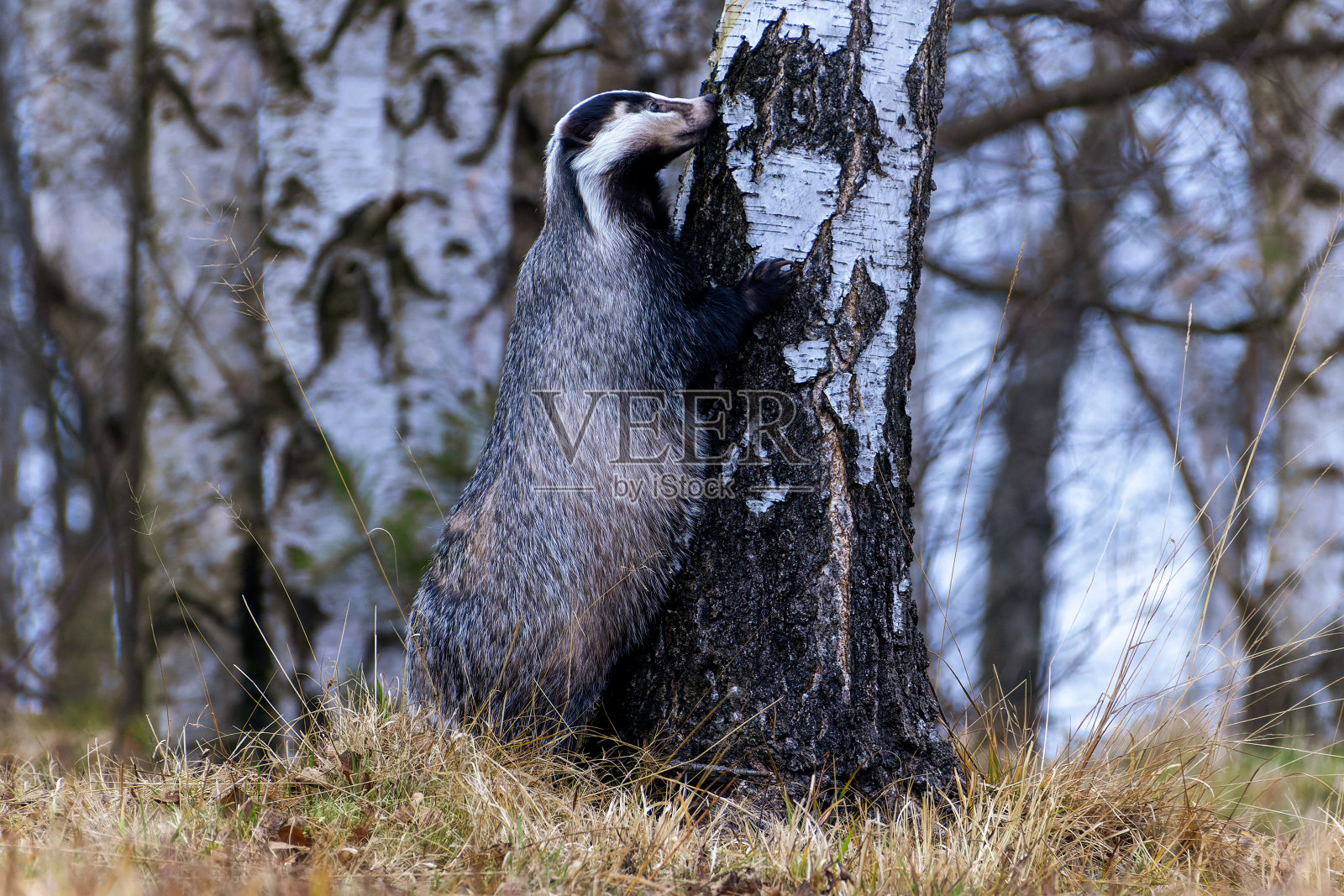 獾用后腿站在树上照片摄影图片