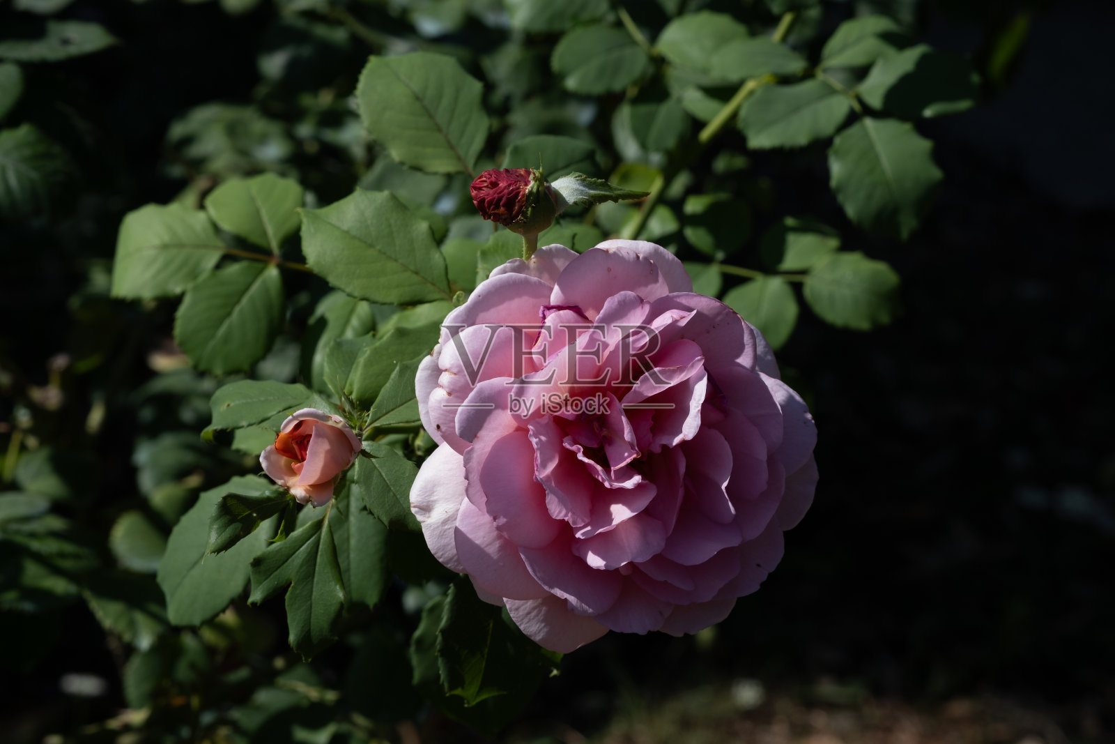 粉红色的玫瑰花盛开照片摄影图片