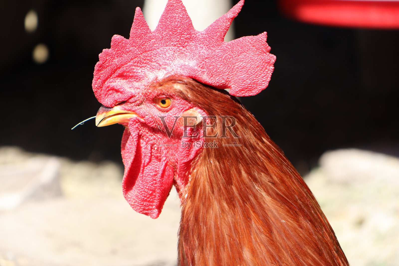 鸡笼照片中的公鸡头带着大鸡冠照片摄影图片