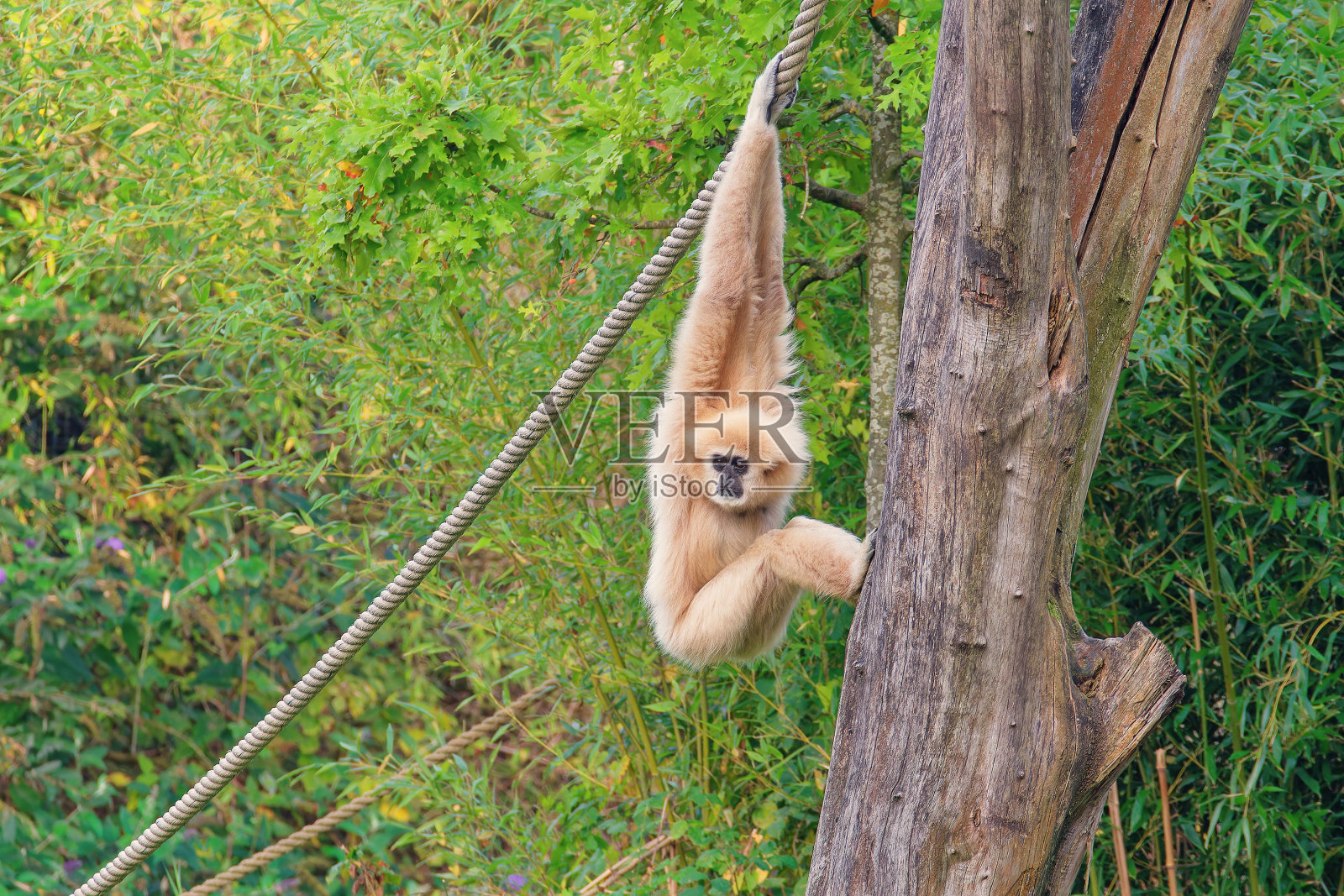 一只柬埔寨白手长臂猿挂在绳子上，脚搁在树干上。照片摄影图片