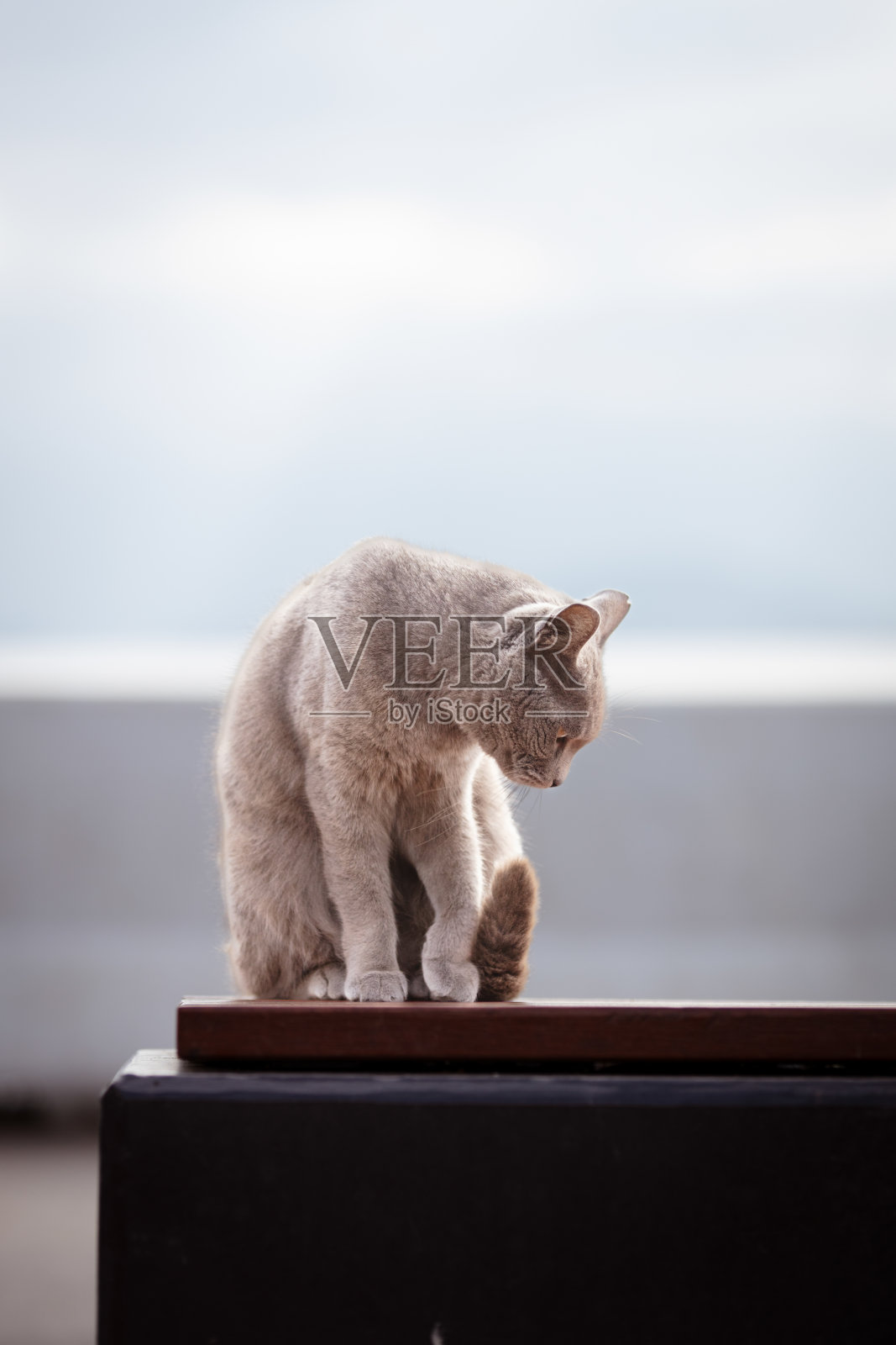 灰色的流浪猫。照片摄影图片