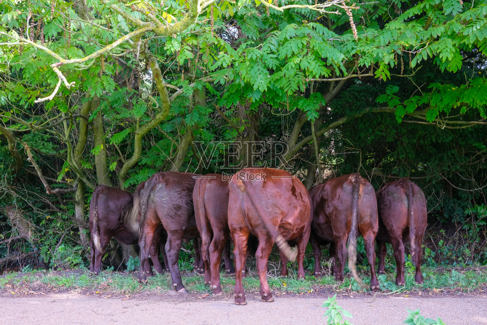六头摇着尾巴的棕色奶牛的尾部照片摄影图片