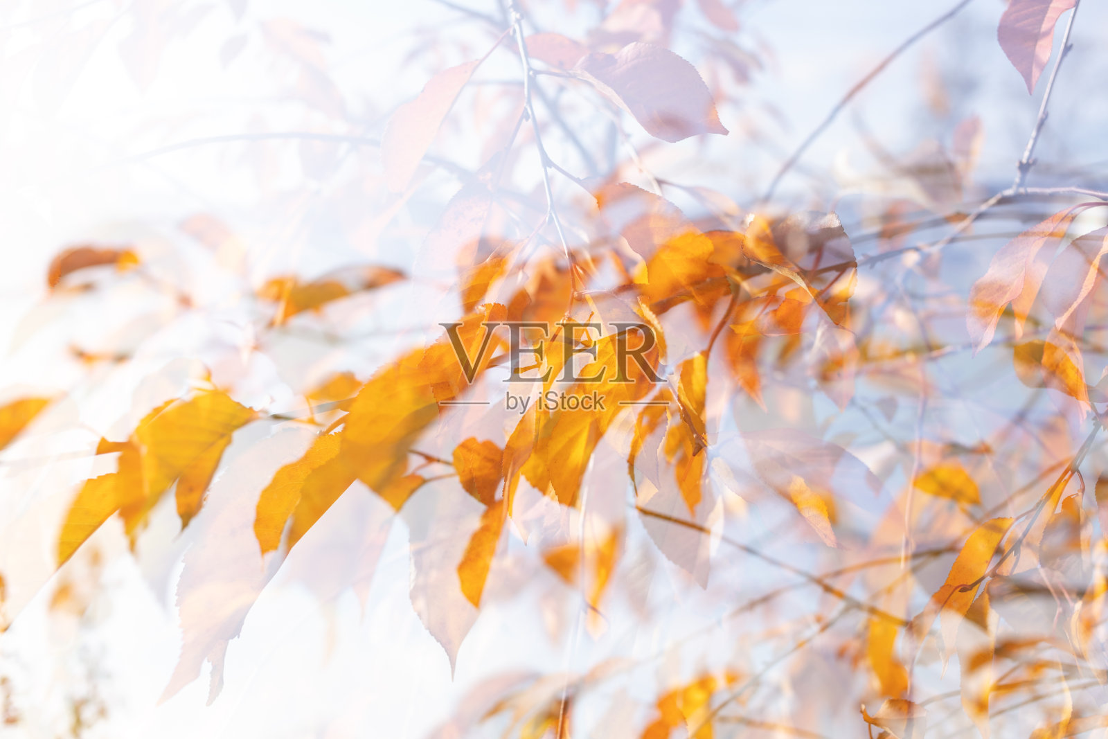 树上秋天的黄叶照片摄影图片