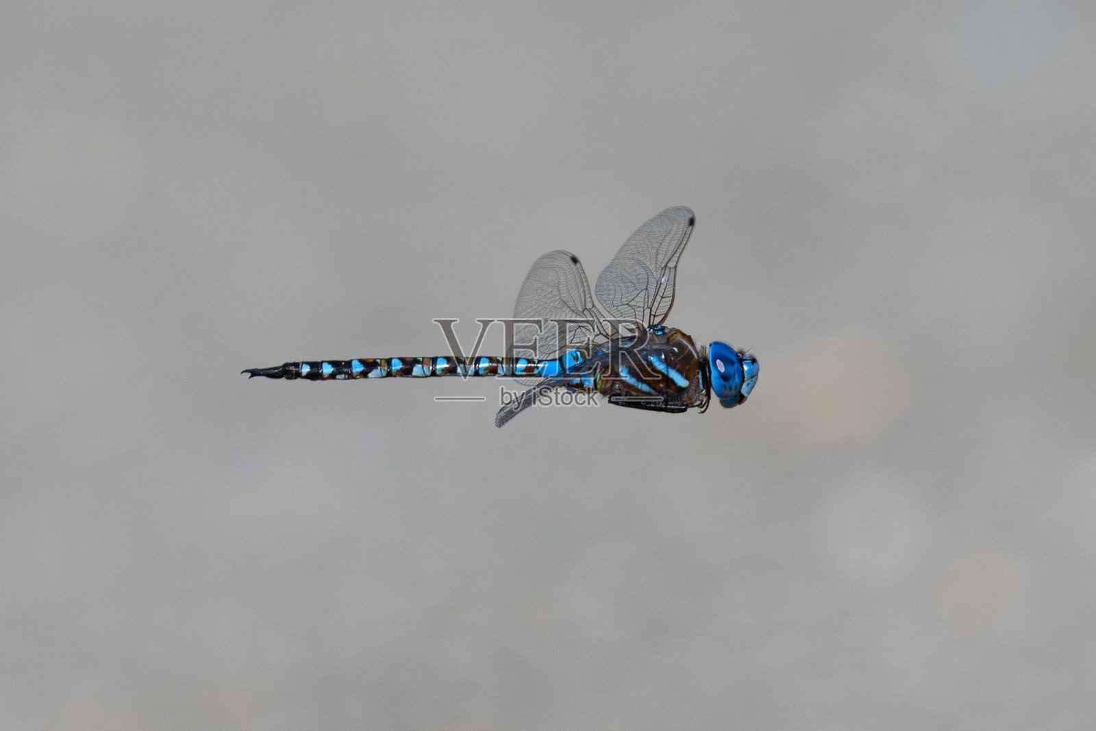 一只蜻蜓在飞行中的特写，在北加州的野外照片摄影图片
