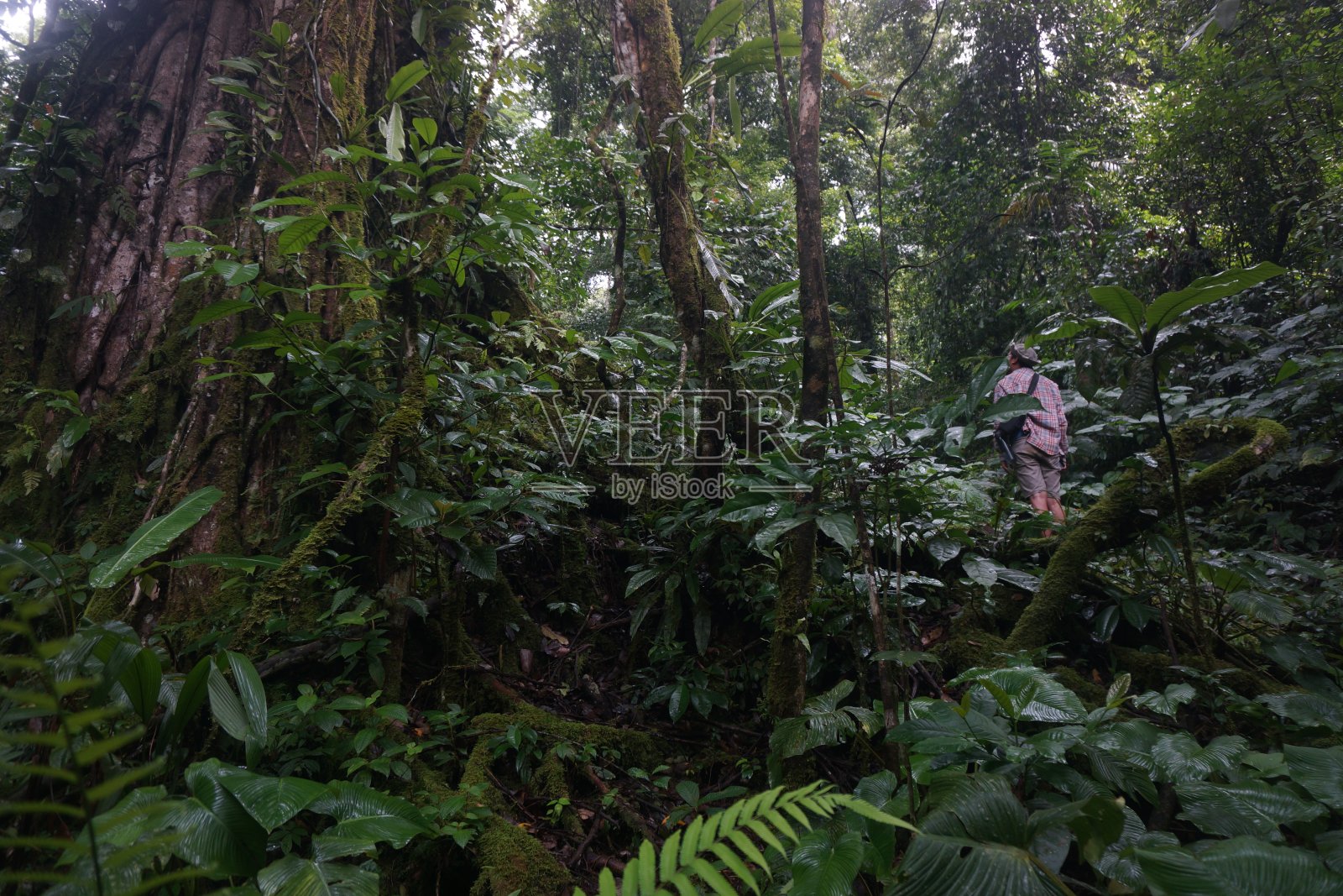 河岸森林或河岸林地是指与河流、小溪、池塘、湖泊、沼泽地等水体相邻的森林或树木繁茂的土地照片摄影图片