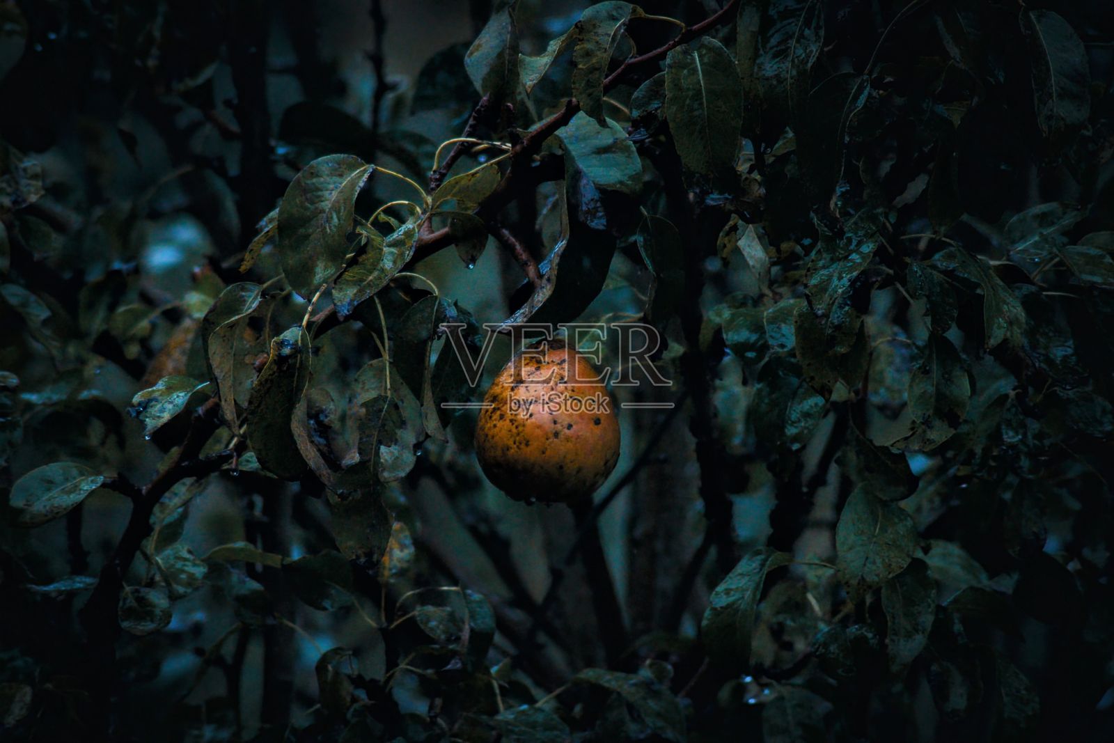 在自然的户外环境中，一棵高大、黑暗的树上挂着一颗明亮的橙色水果照片摄影图片