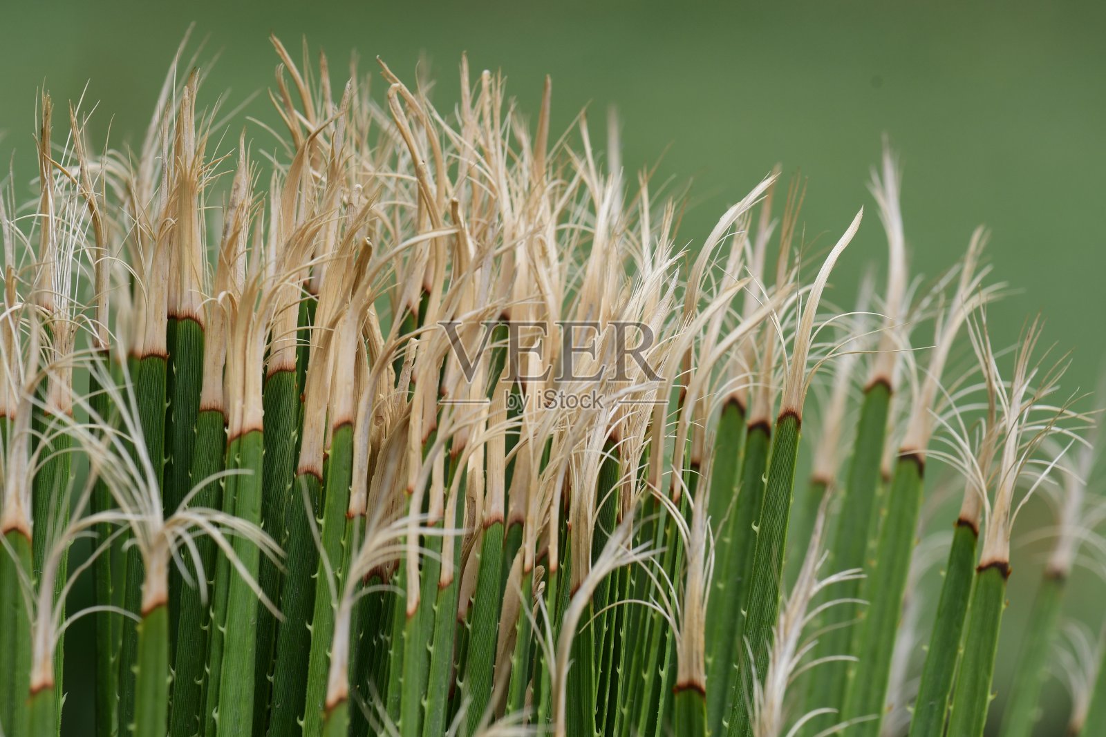 牙签厂照片摄影图片