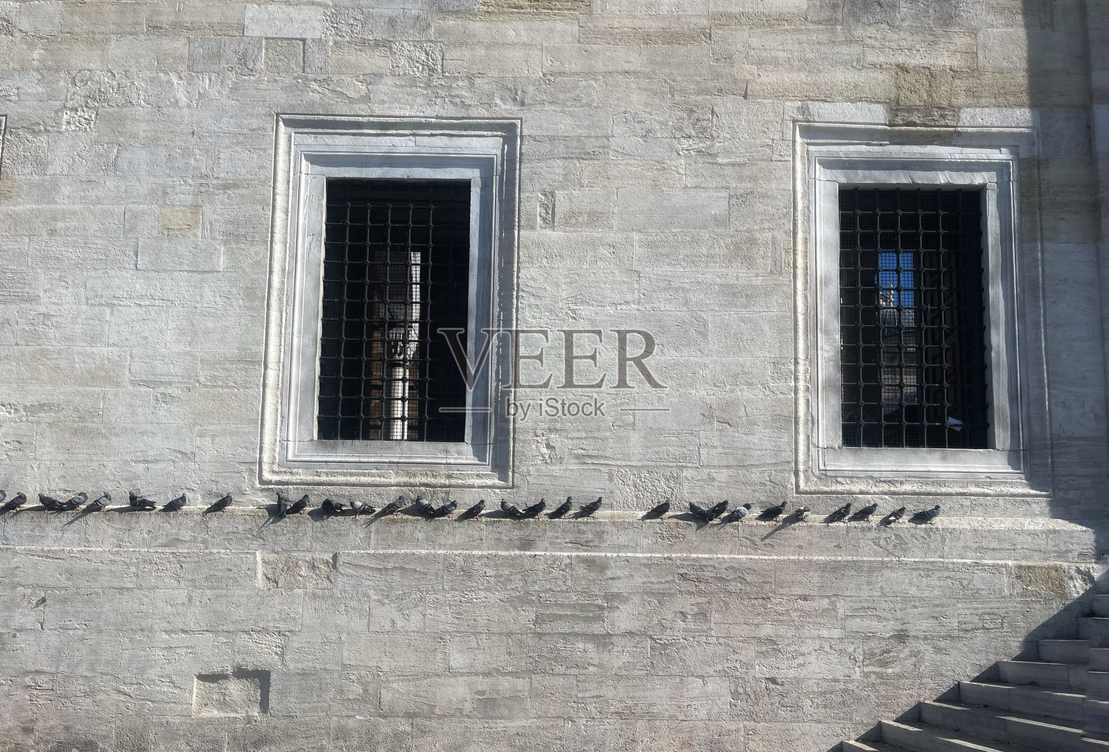 长着羽毛的伊斯坦布尔居民照片摄影图片