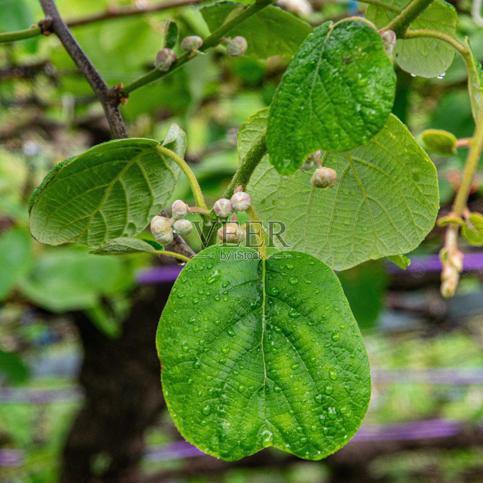 猕猴桃的葡萄树照片摄影图片