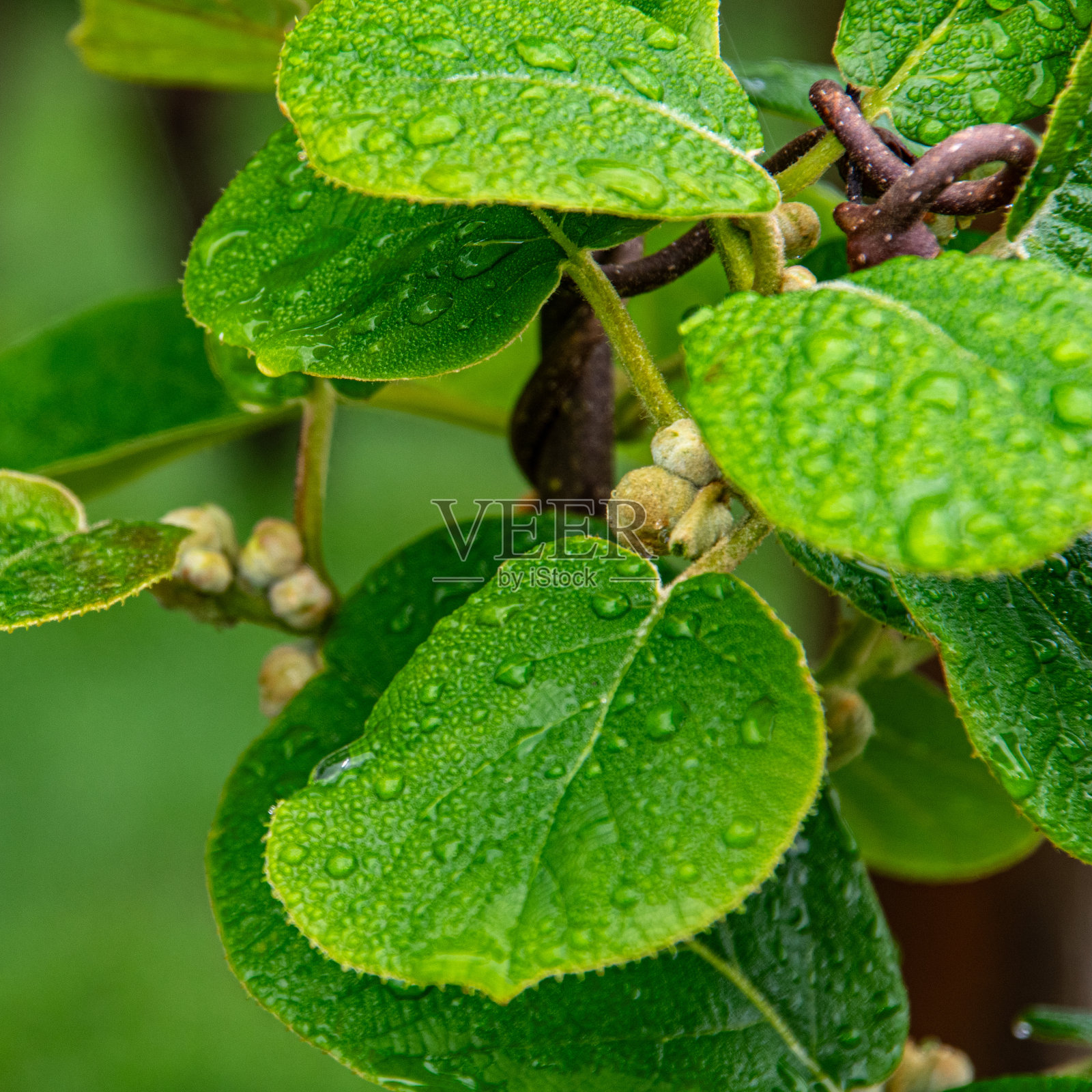 猕猴桃的葡萄树照片摄影图片