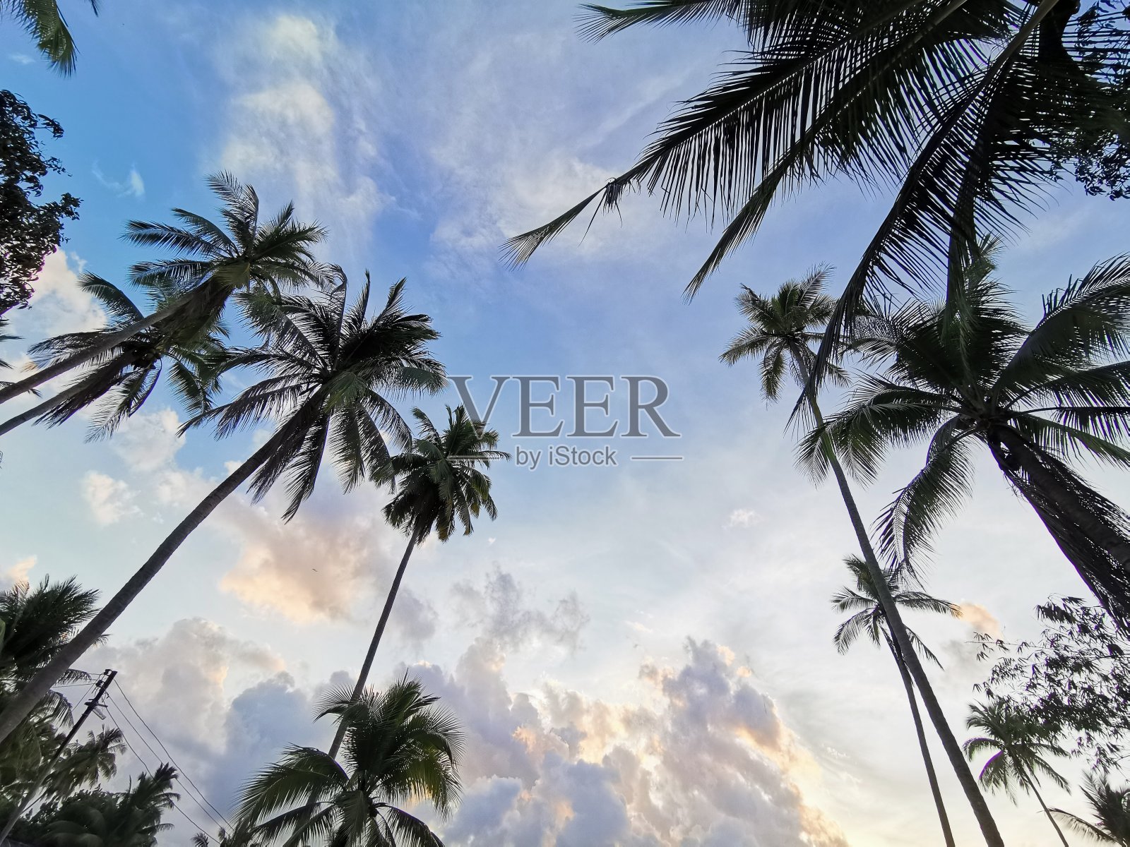 剪影树日落森林绿树自然雨林热带常绿丛林日落照片摄影图片