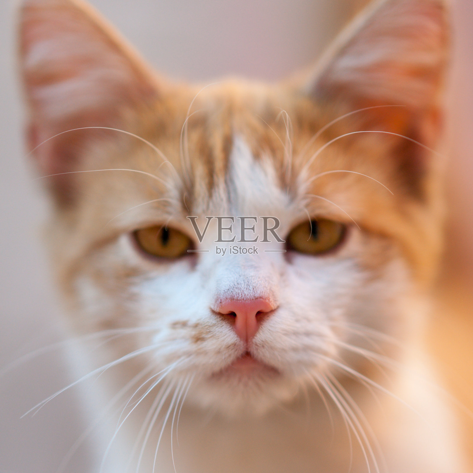 可爱的姜猫特写年轻干净的脸。照片摄影图片