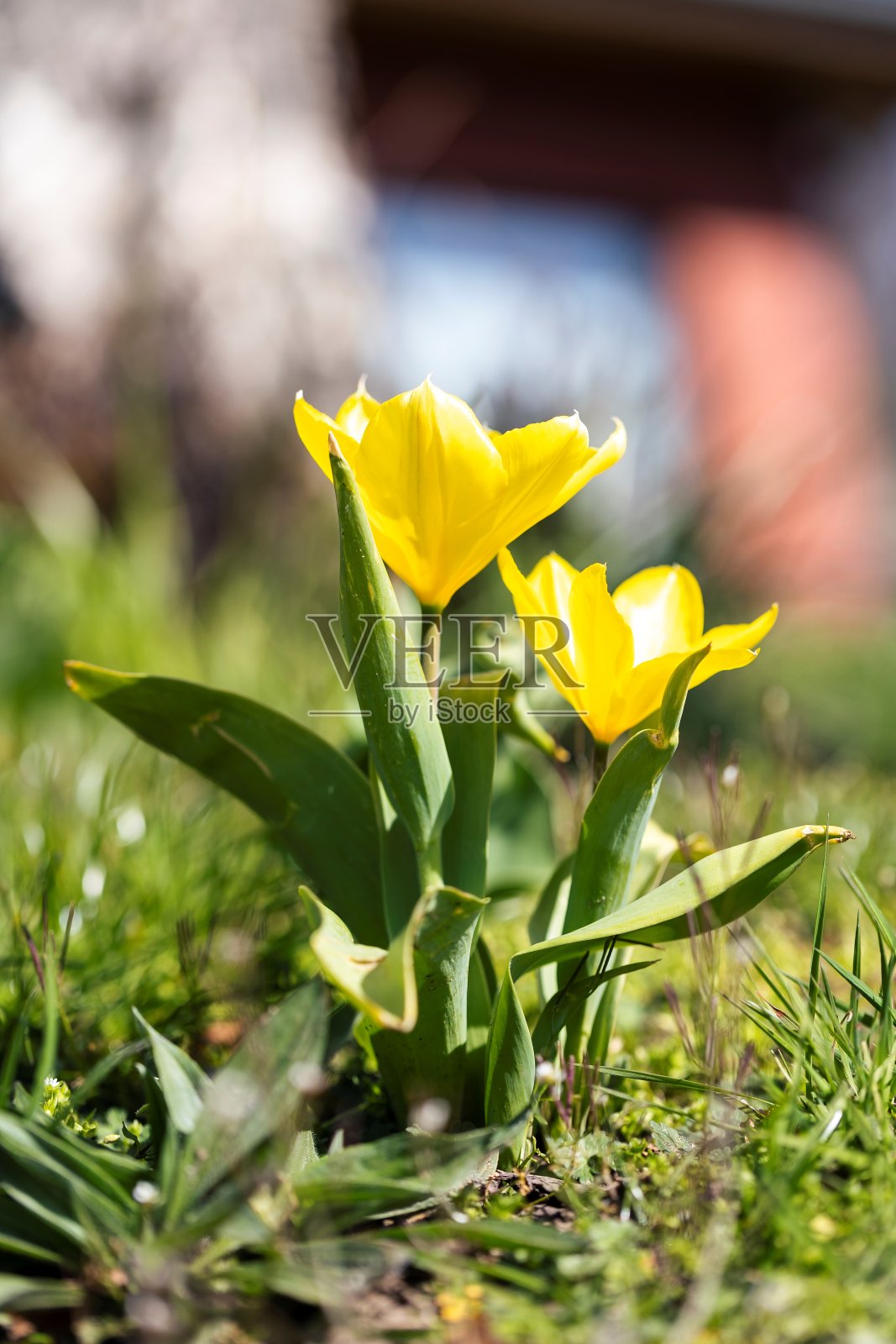 春天，两朵黄色郁金香站在花园的草坪上，阳光明媚。照片摄影图片