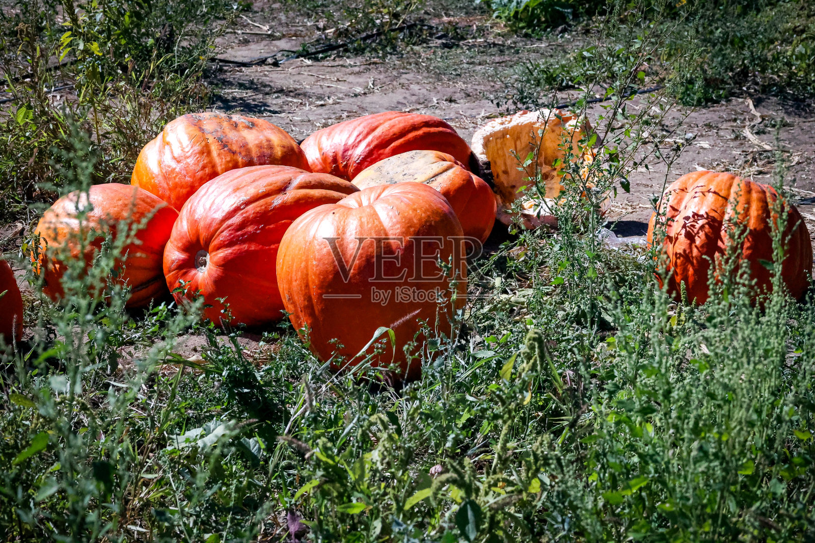 南瓜在秋天准备收获照片摄影图片