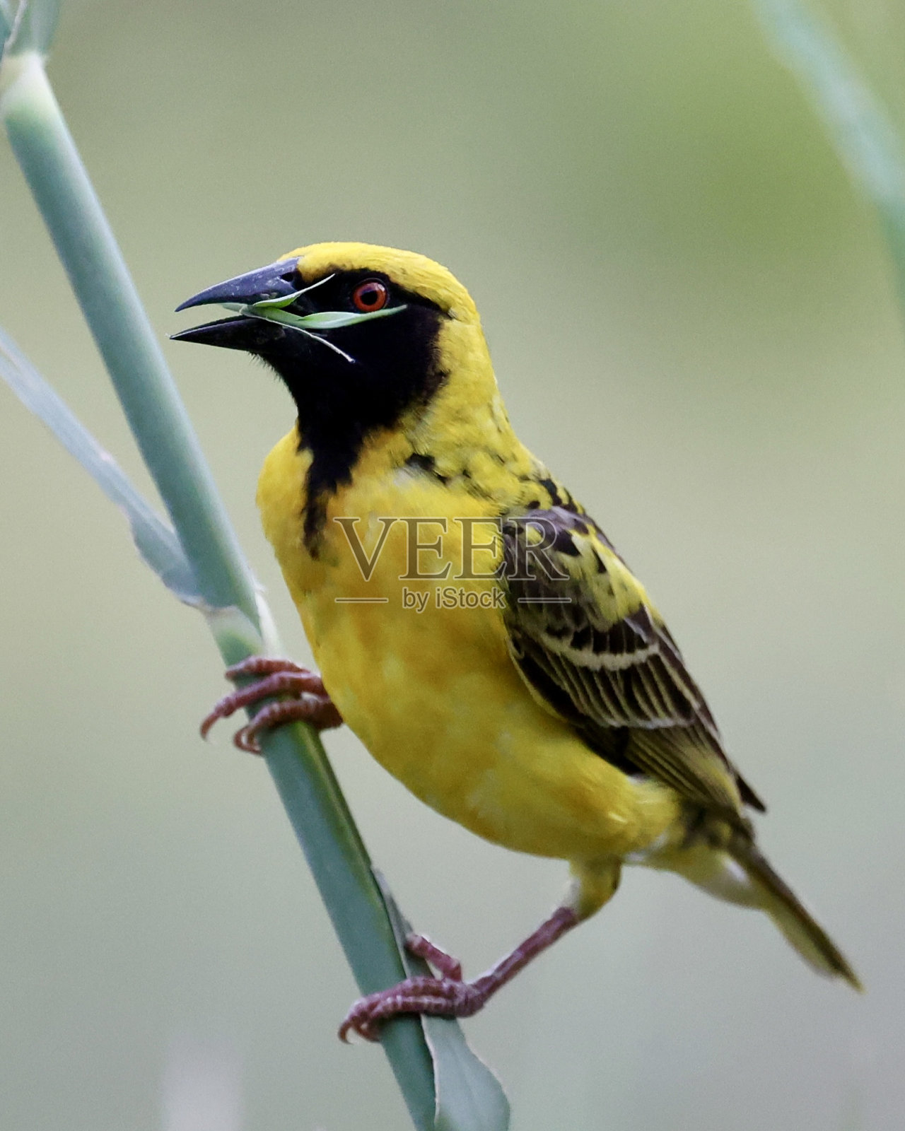 南方蒙面编织工照片摄影图片