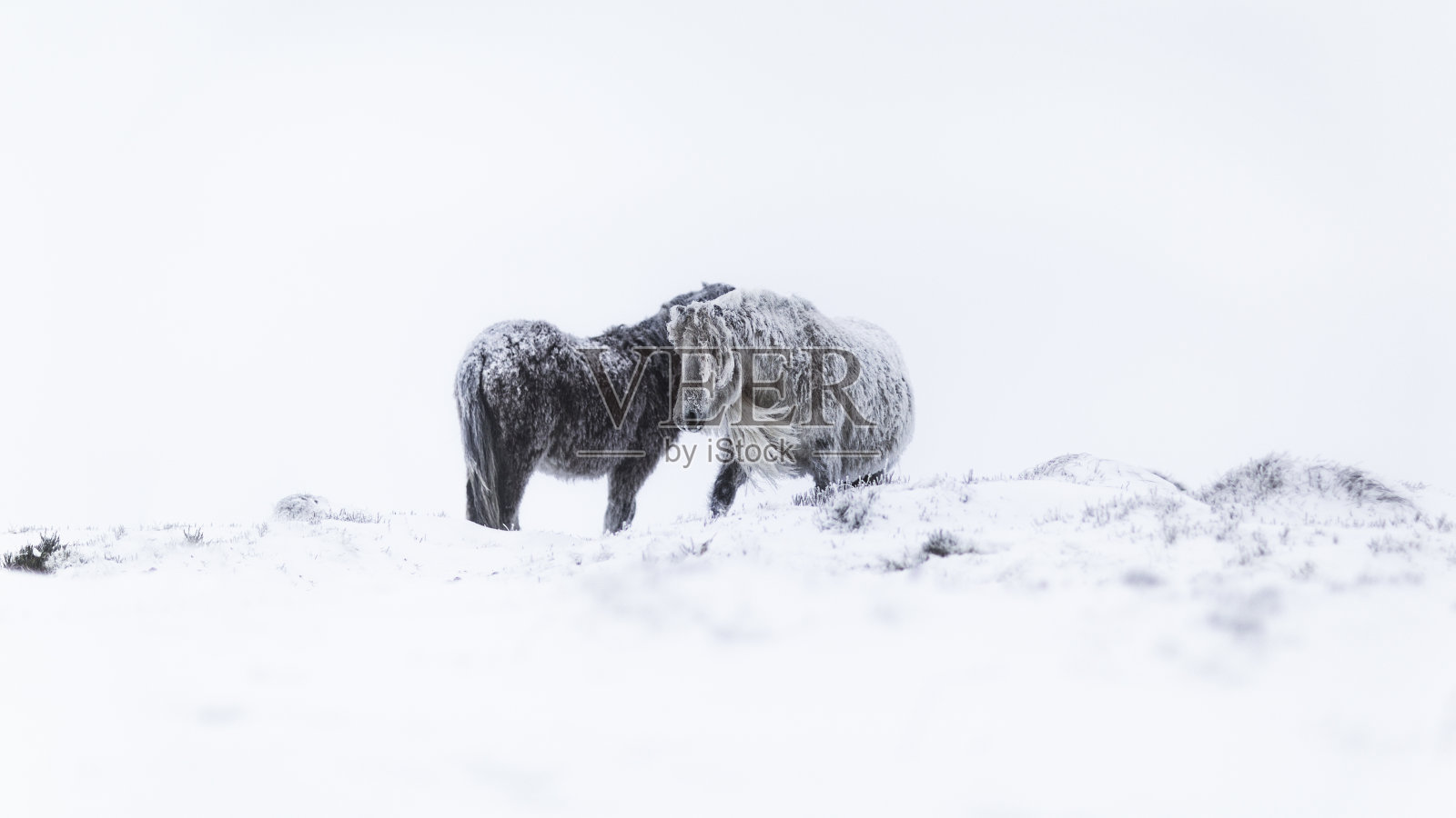 野马照片摄影图片