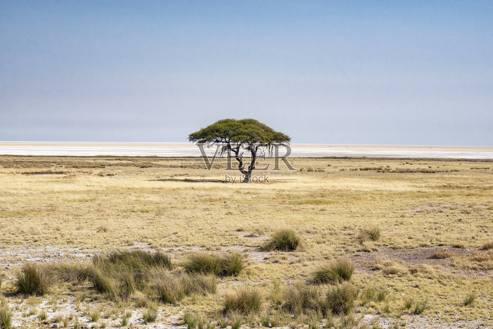 埃托沙国家公园的景观照片摄影图片