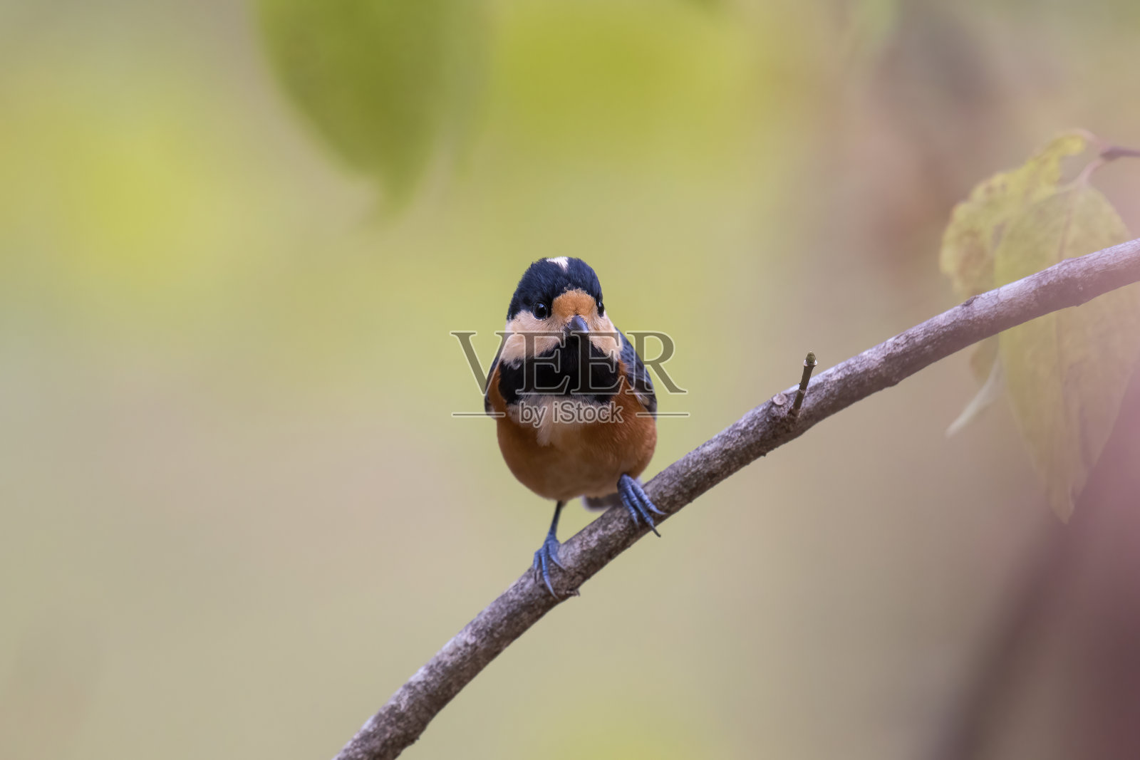 树枝上各种各样的山雀。照片摄影图片